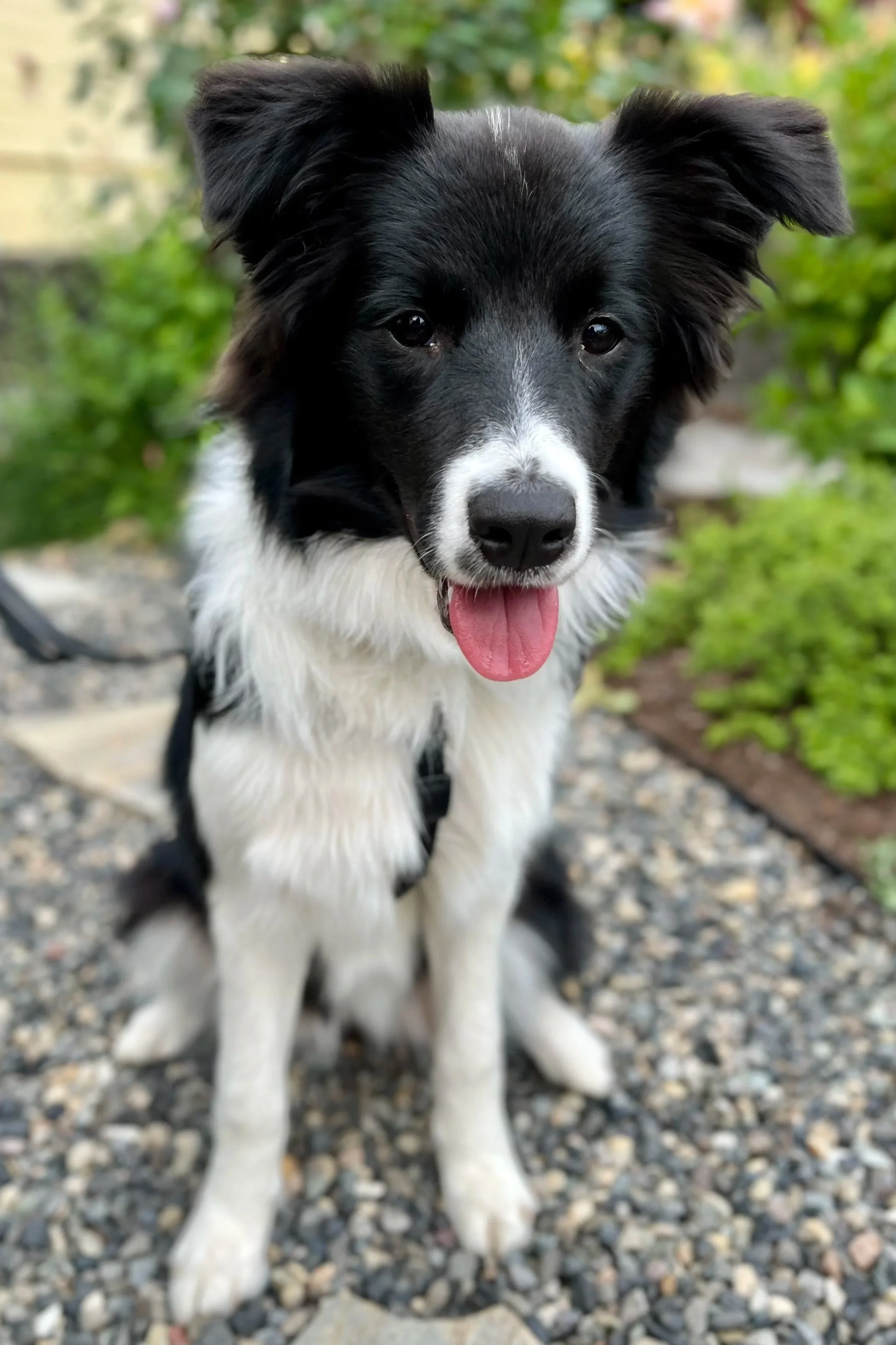 Meeka