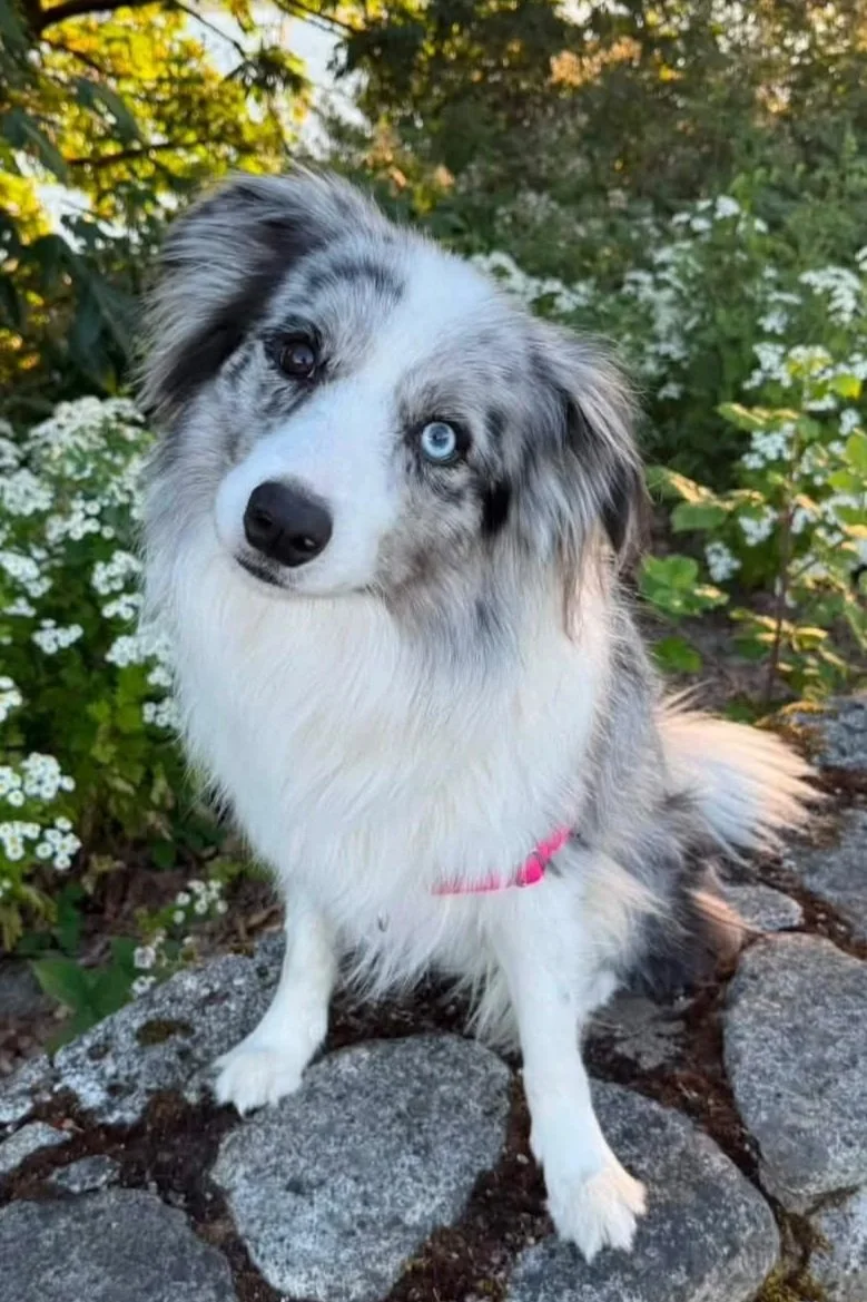 Remi