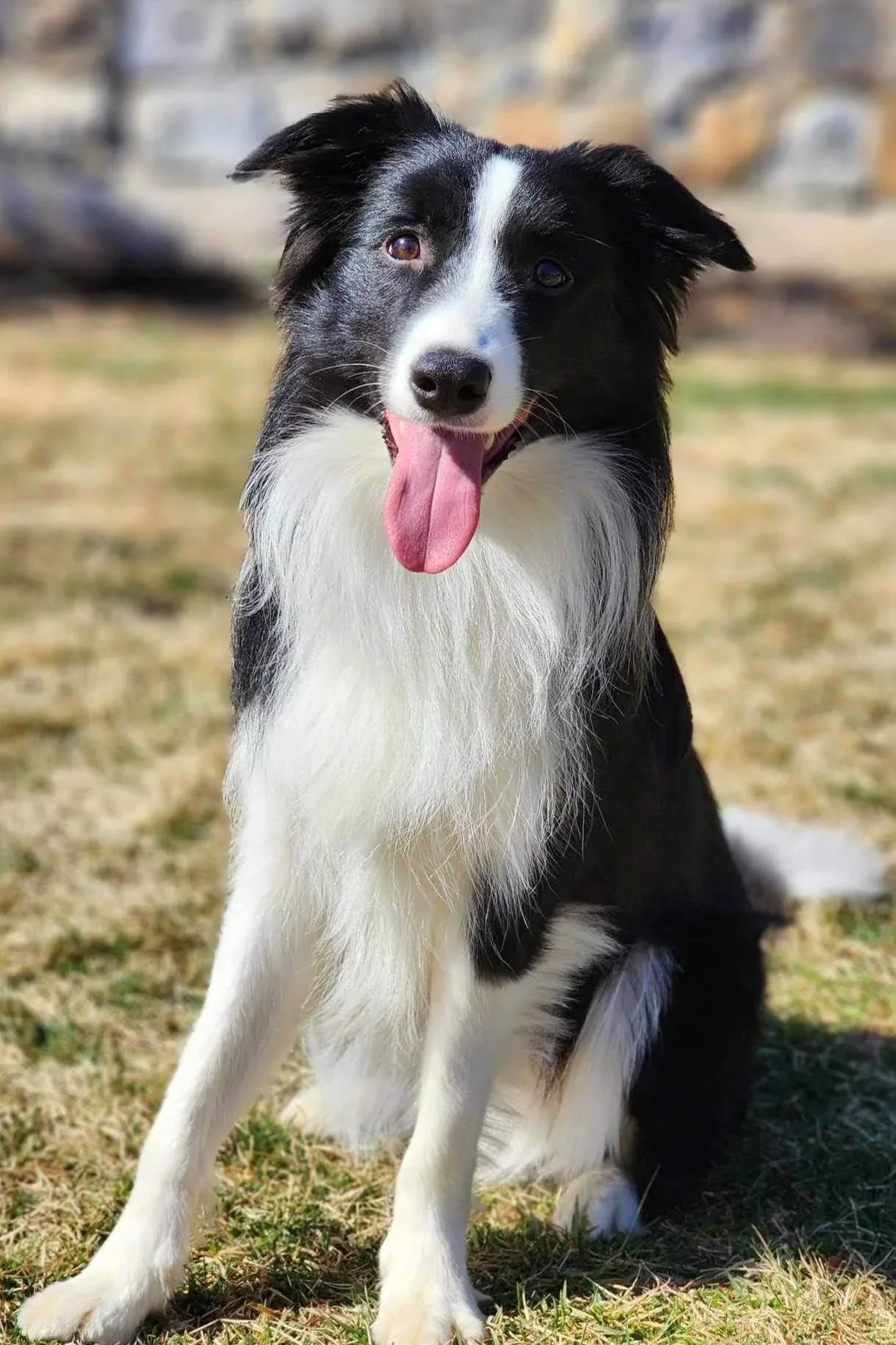Meeko