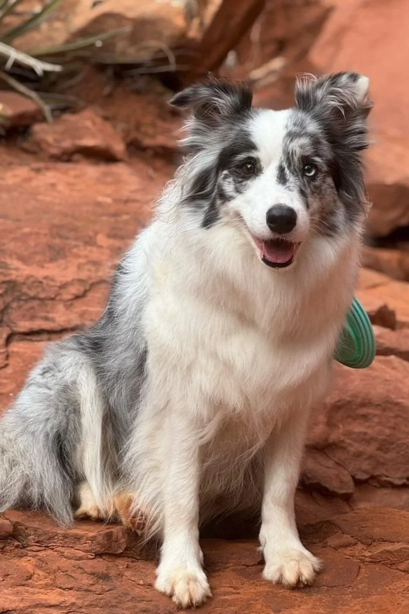 Nomi -----------------------Titles: CGC, THDN -------------
Insta: nomi_bordercollie_2022