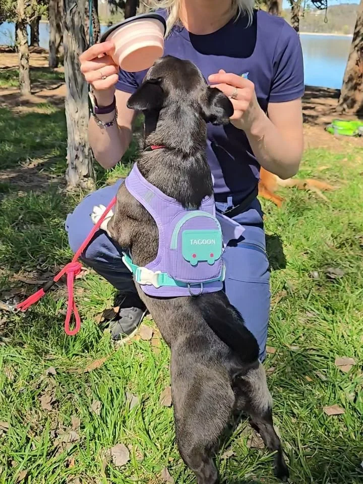 Pack Trek...your dog is more capable than you think! 😊🥰
Your dog is built for 20kms of roaming over 20 hours on the couch ⛰️ 

We have many water breaks, a long lunch and cruise at an easy pace for dogs 🐕 🐕 🐕