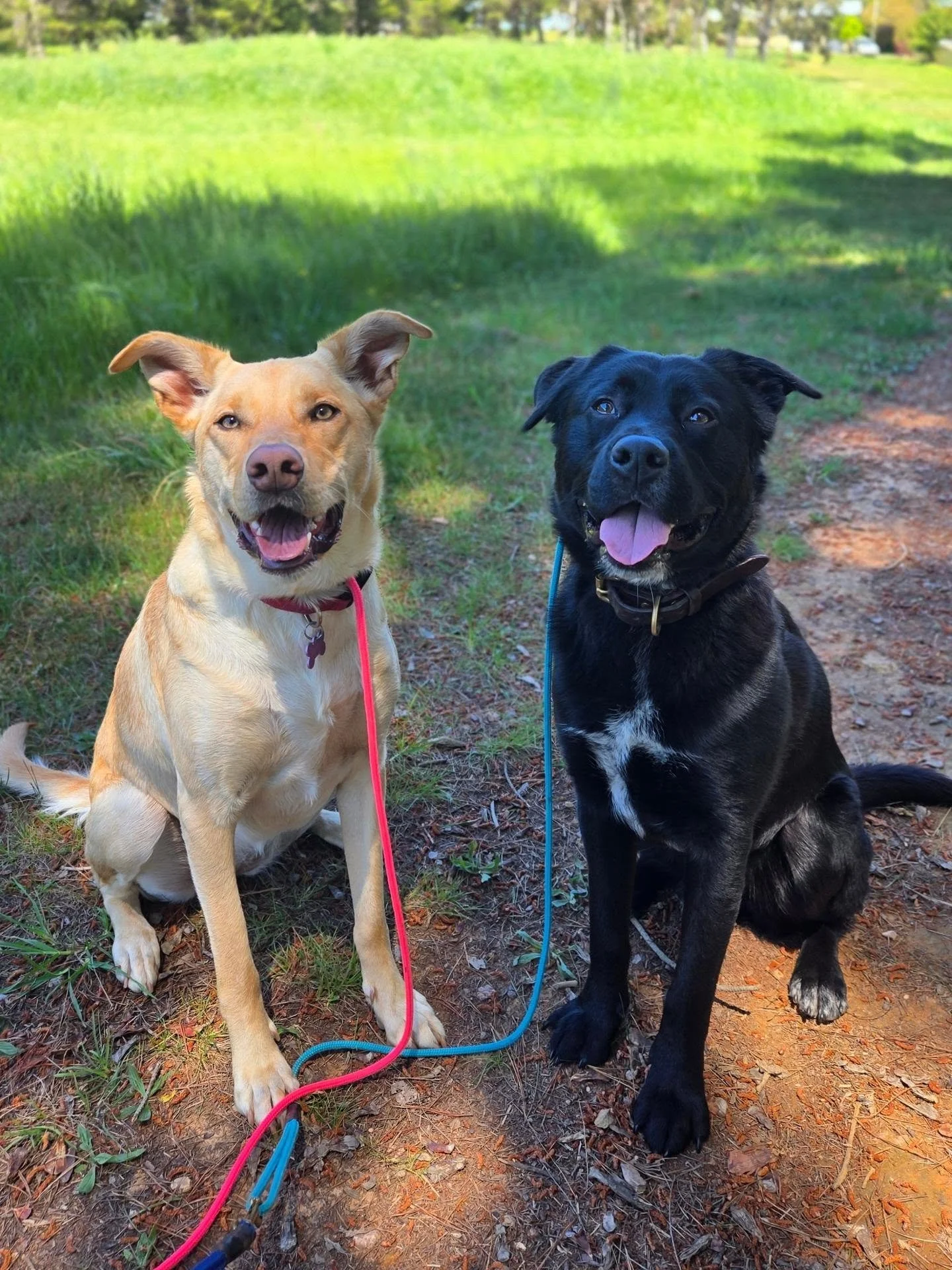 Training &amp; Enrichment Day - Teddy and Trudi 🖤💛