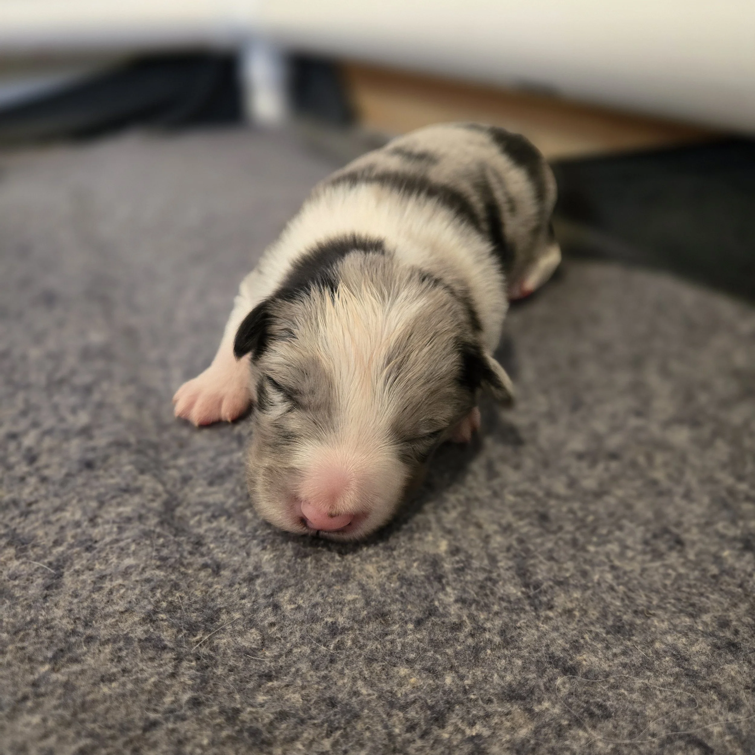 Blue Merle boy 1