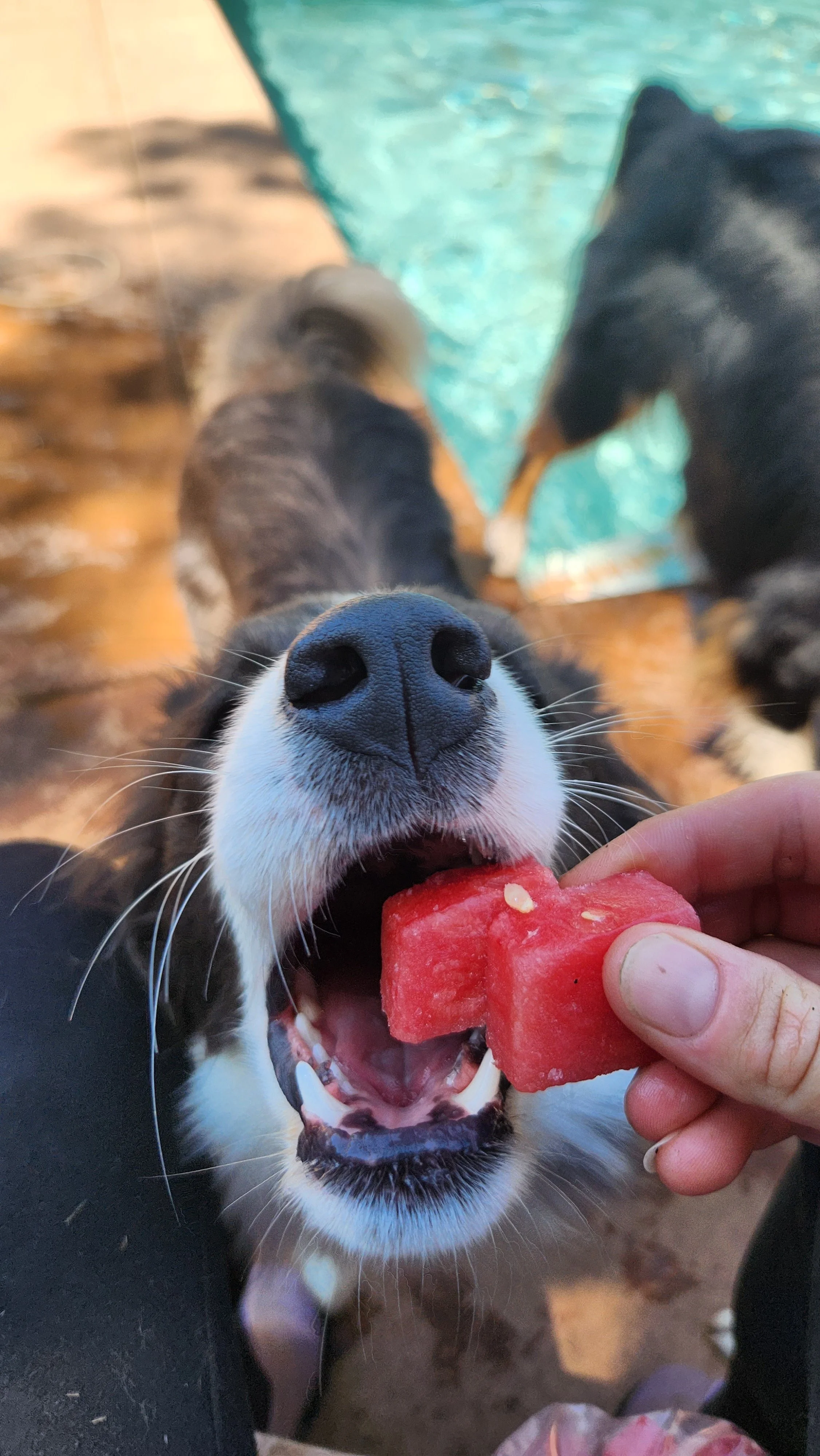 border collie breeder australia dog trainer dog training