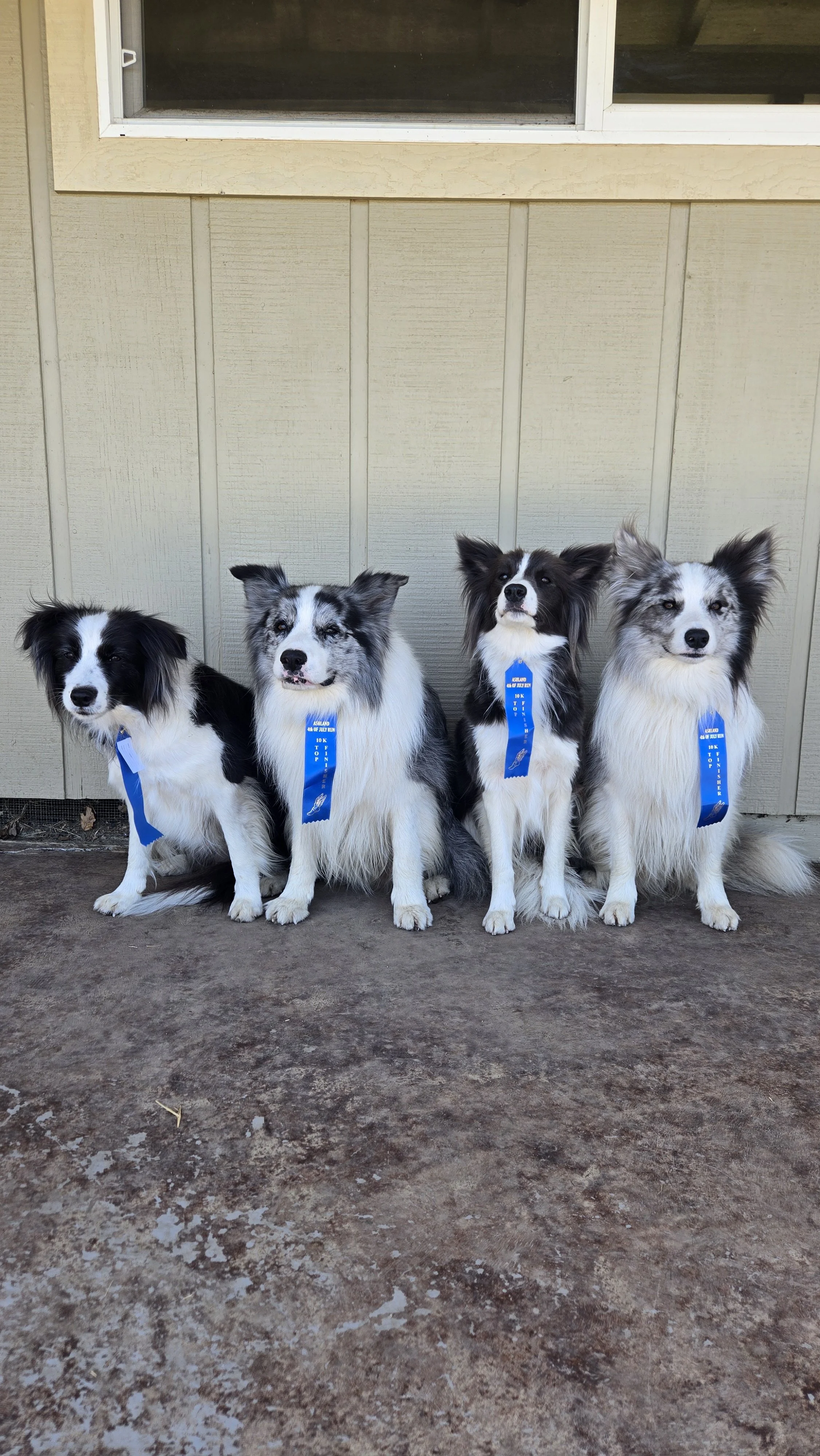 border collie breeder australia