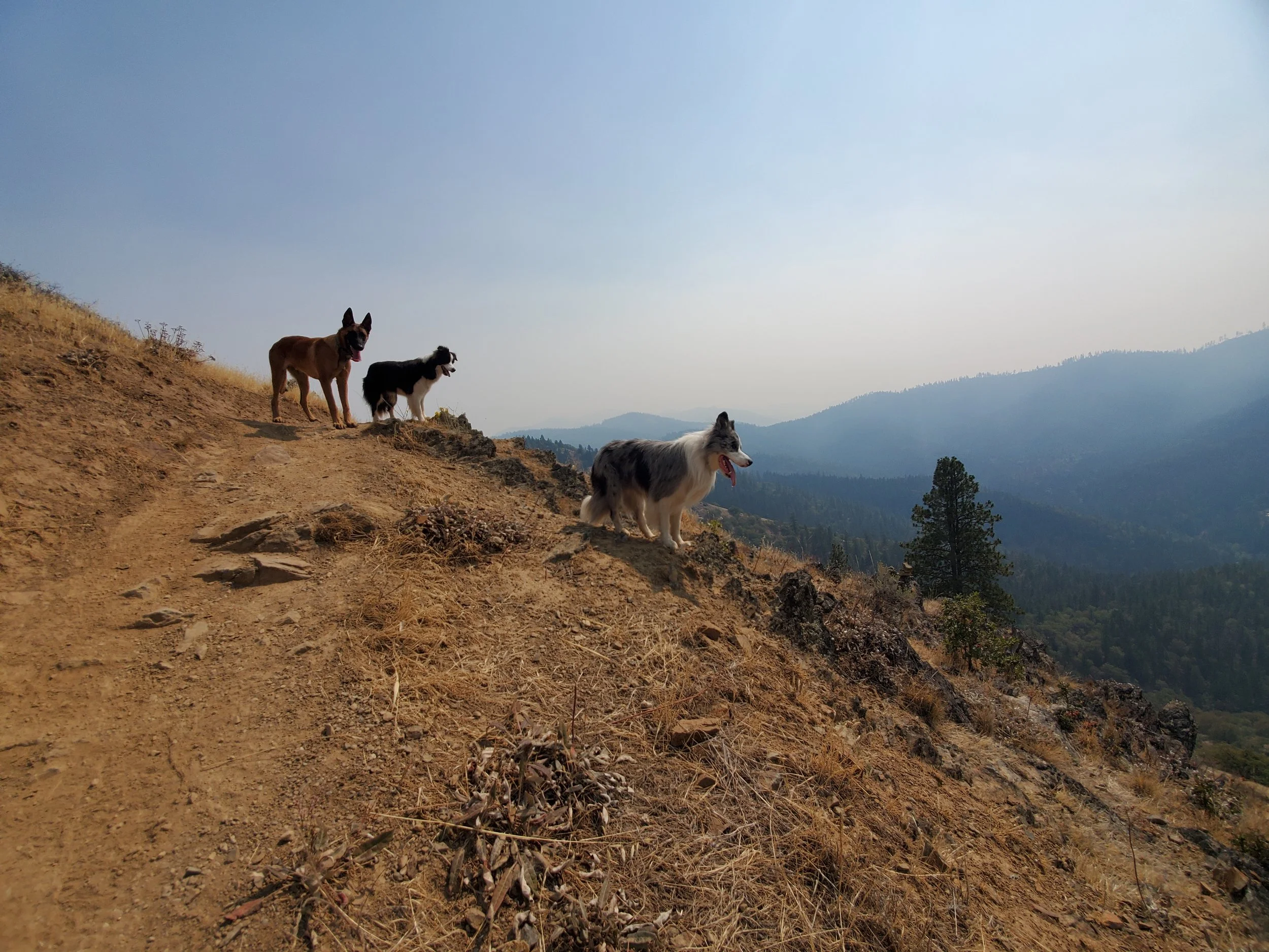 Three dogs standing on a dirt trail on a mountainside with mountain views and trees in the background.