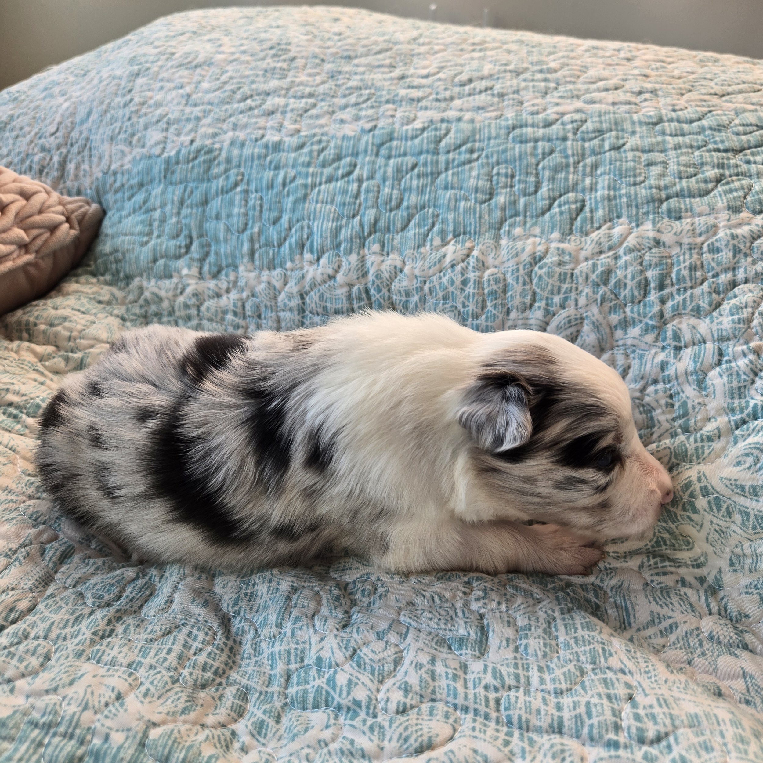 Blue Merle girl 1