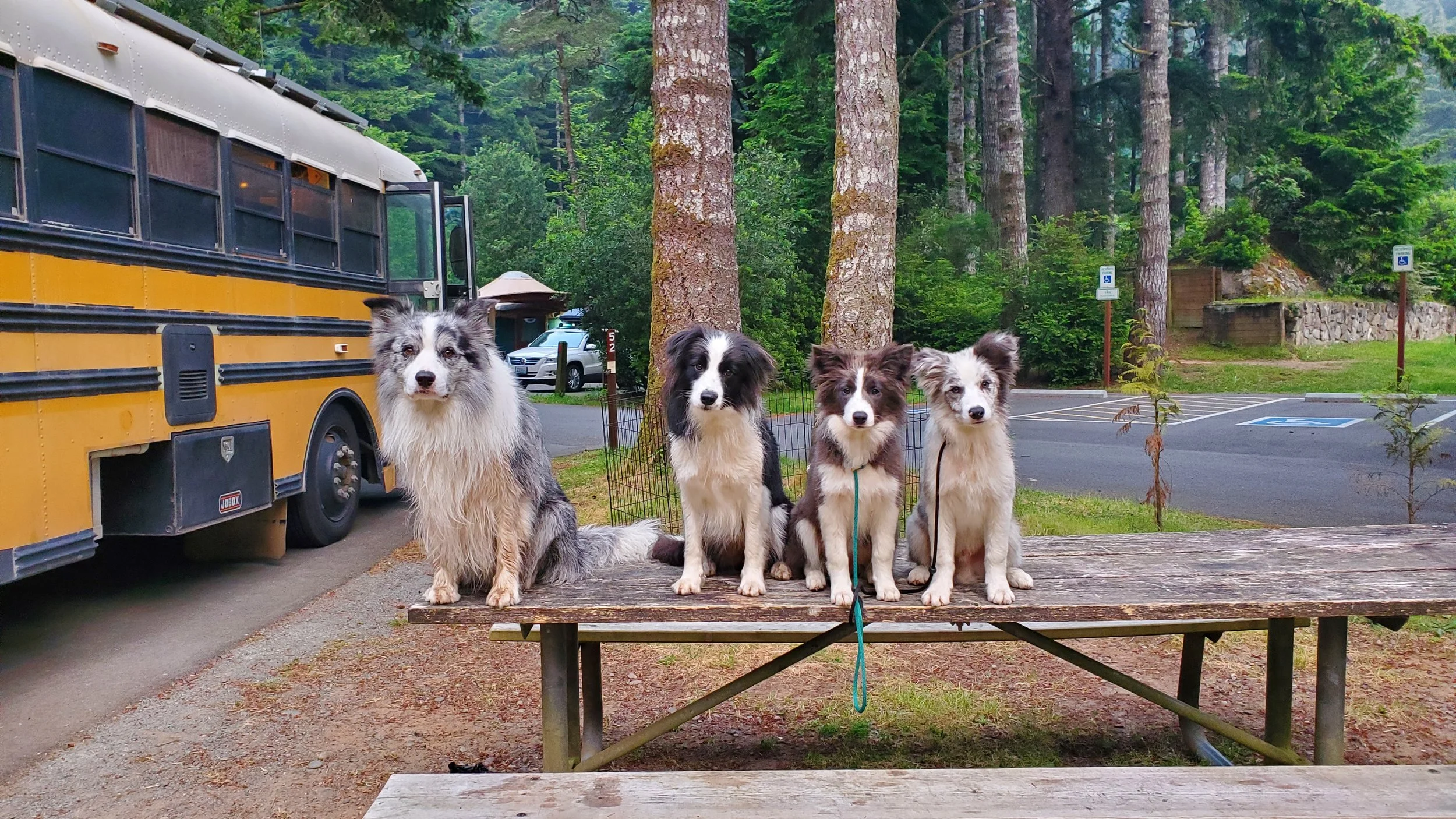 border collie breeder australia