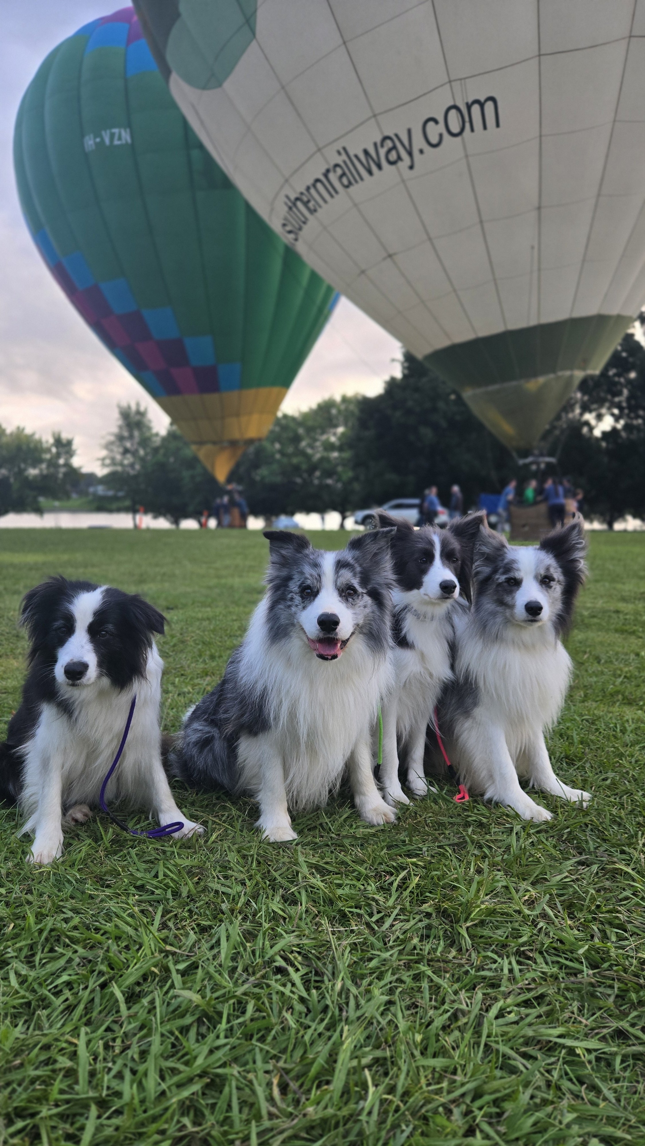 dog training canberra
