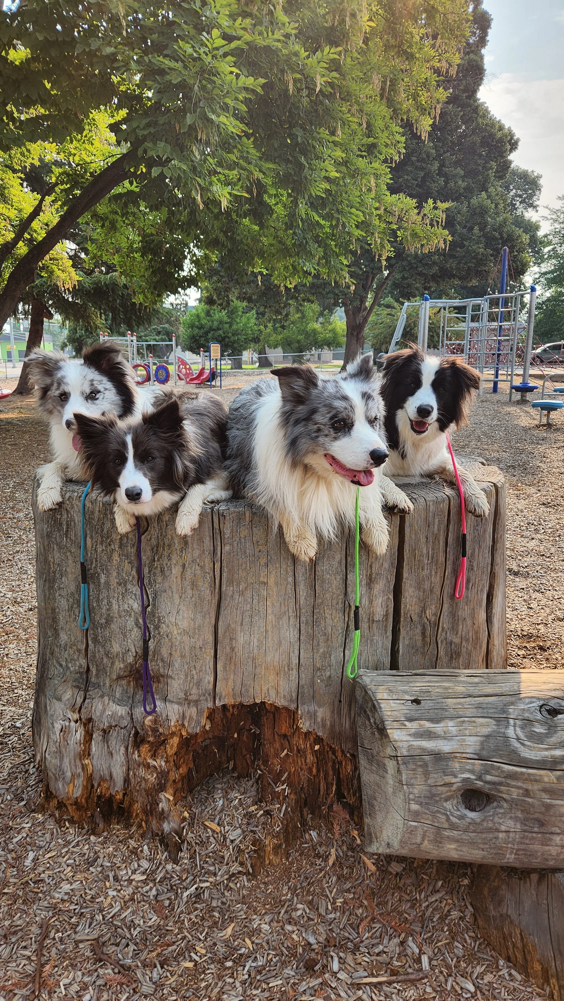 dog leash