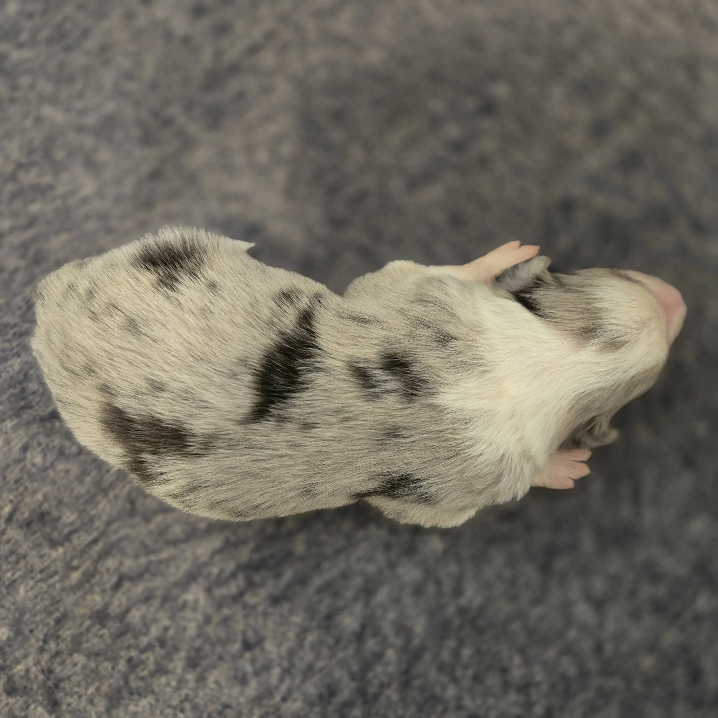 Blue Merle boy 2