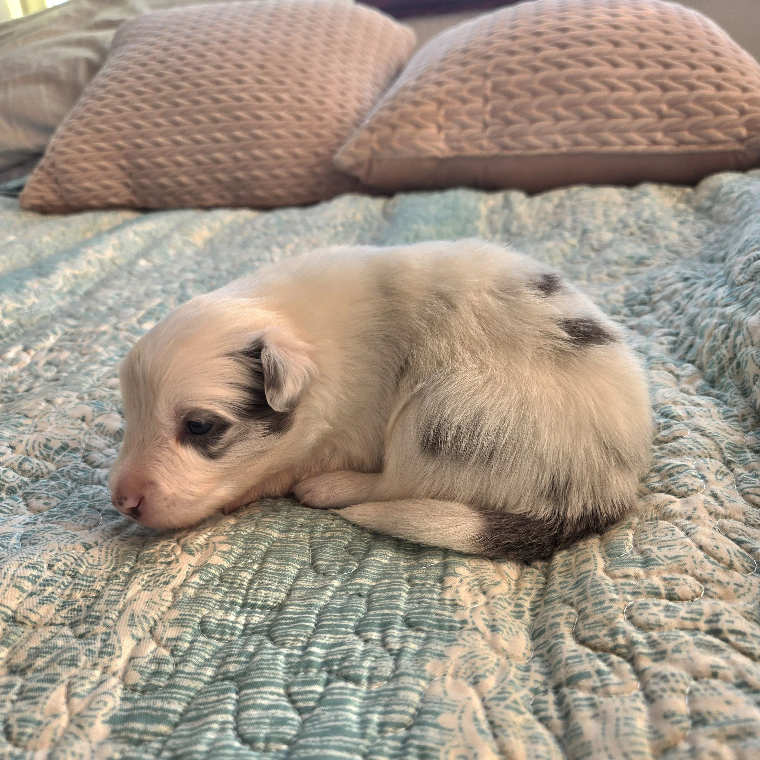 Slate Merle boy 1
