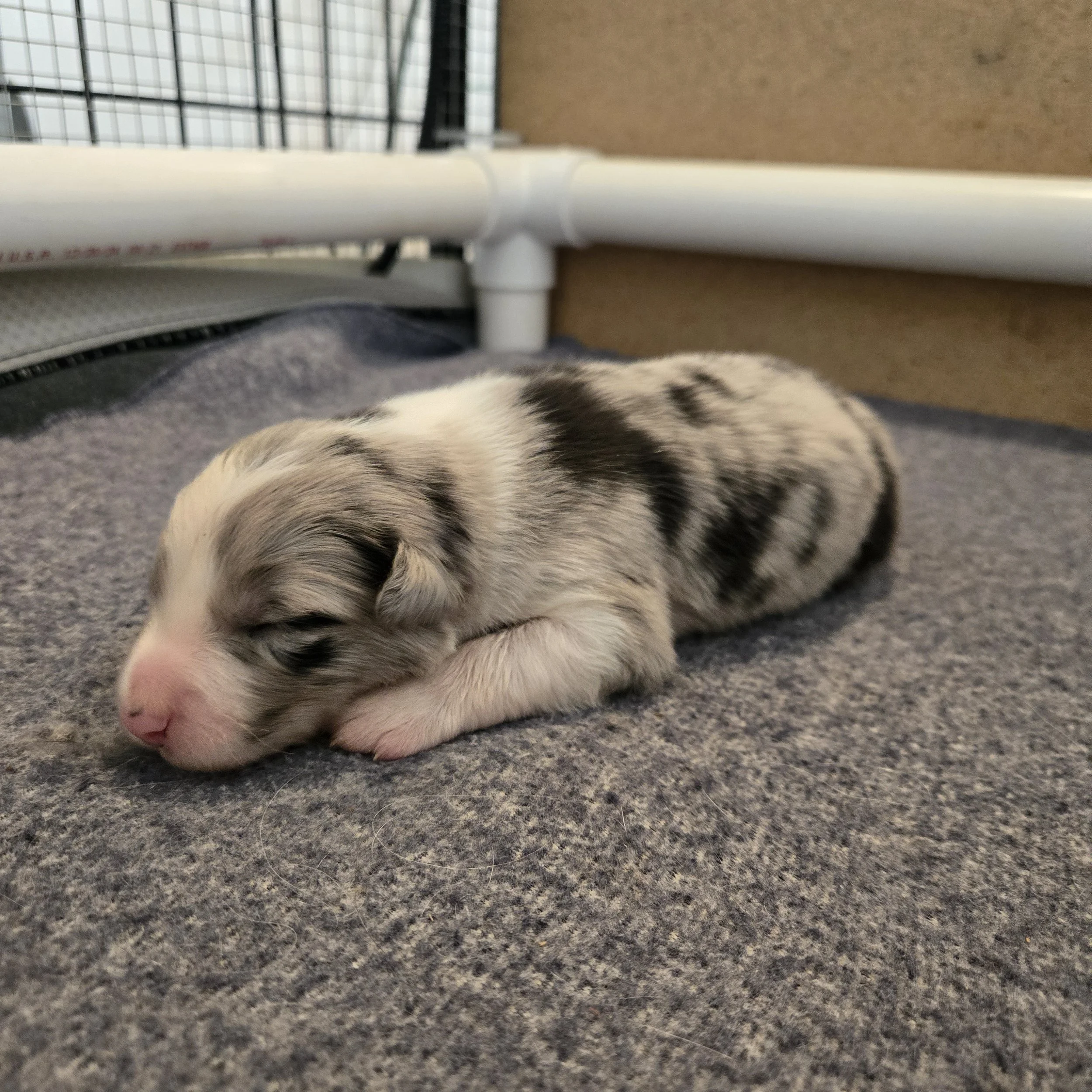 Blue Merle boy 1