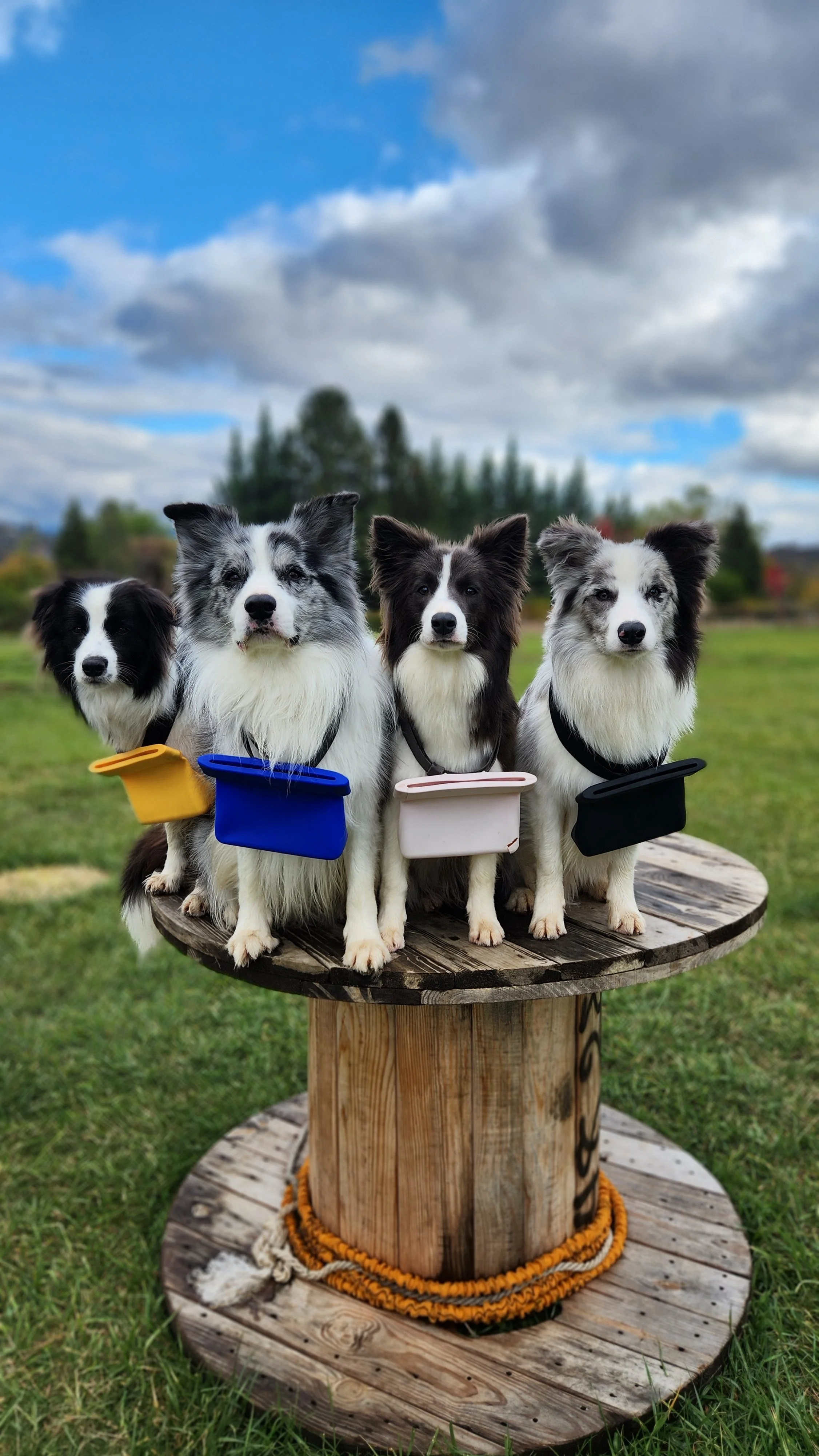 border collie breeder australia