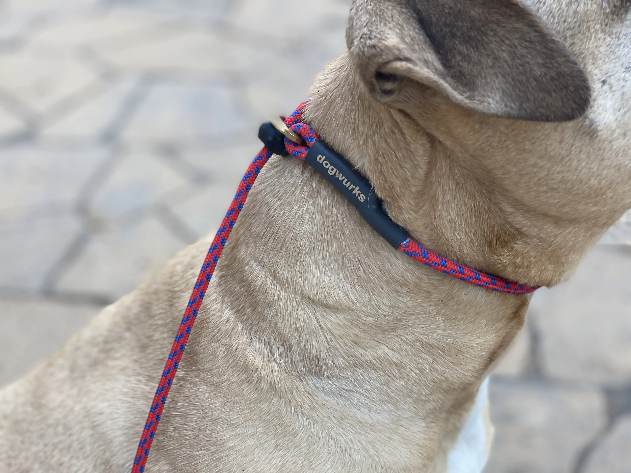 Close-up of a dog wearing a red and blue leash and collar, showing the dog's neck and part of its head.