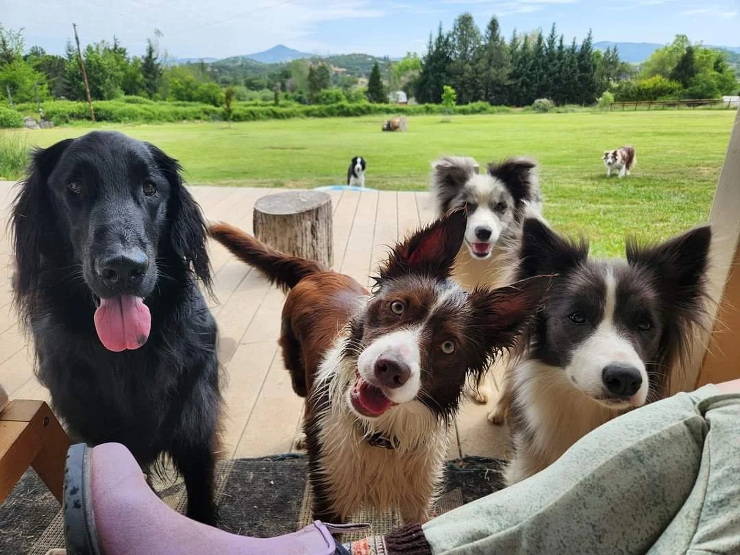 australia dog trainer dog training canberra