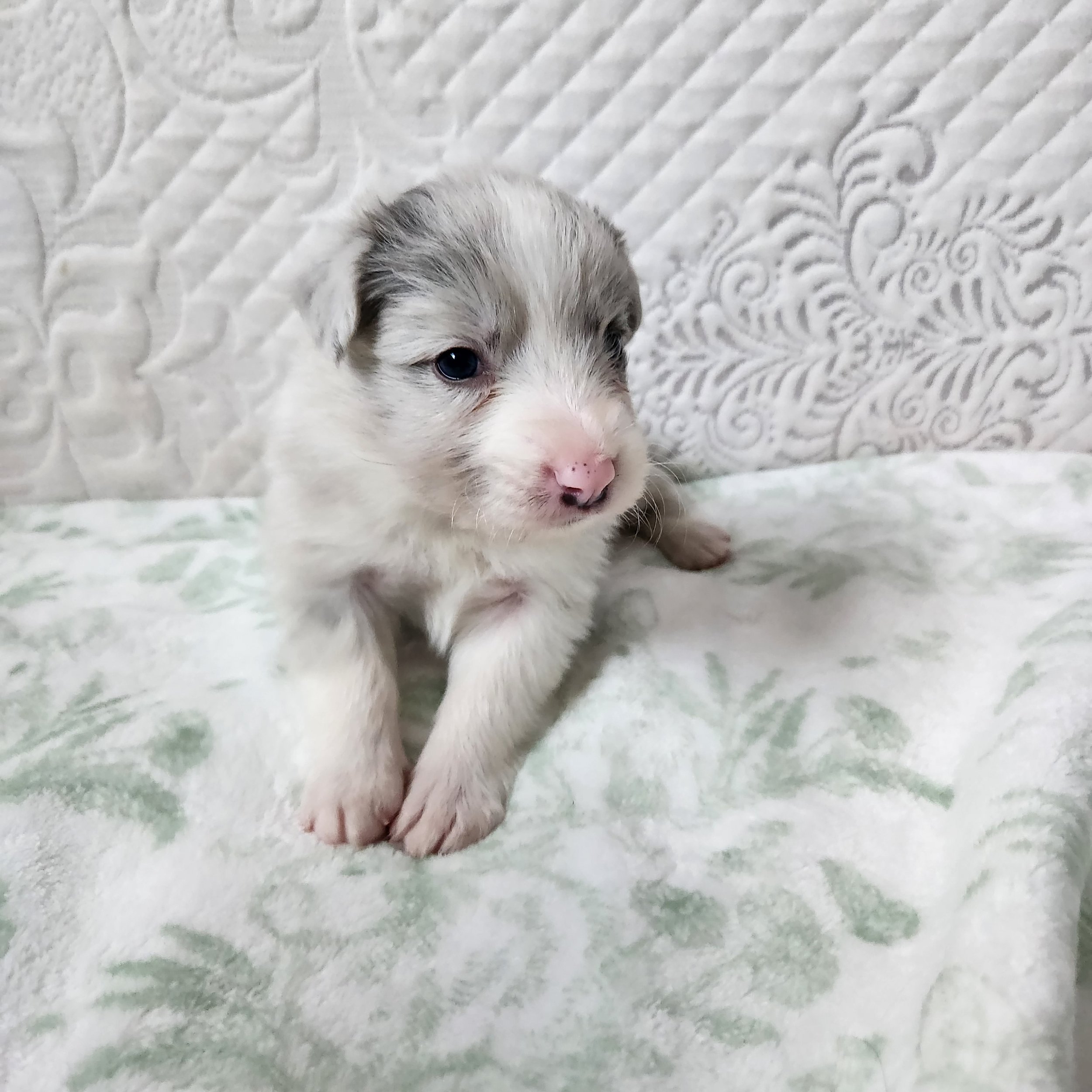 Slate Merle boy