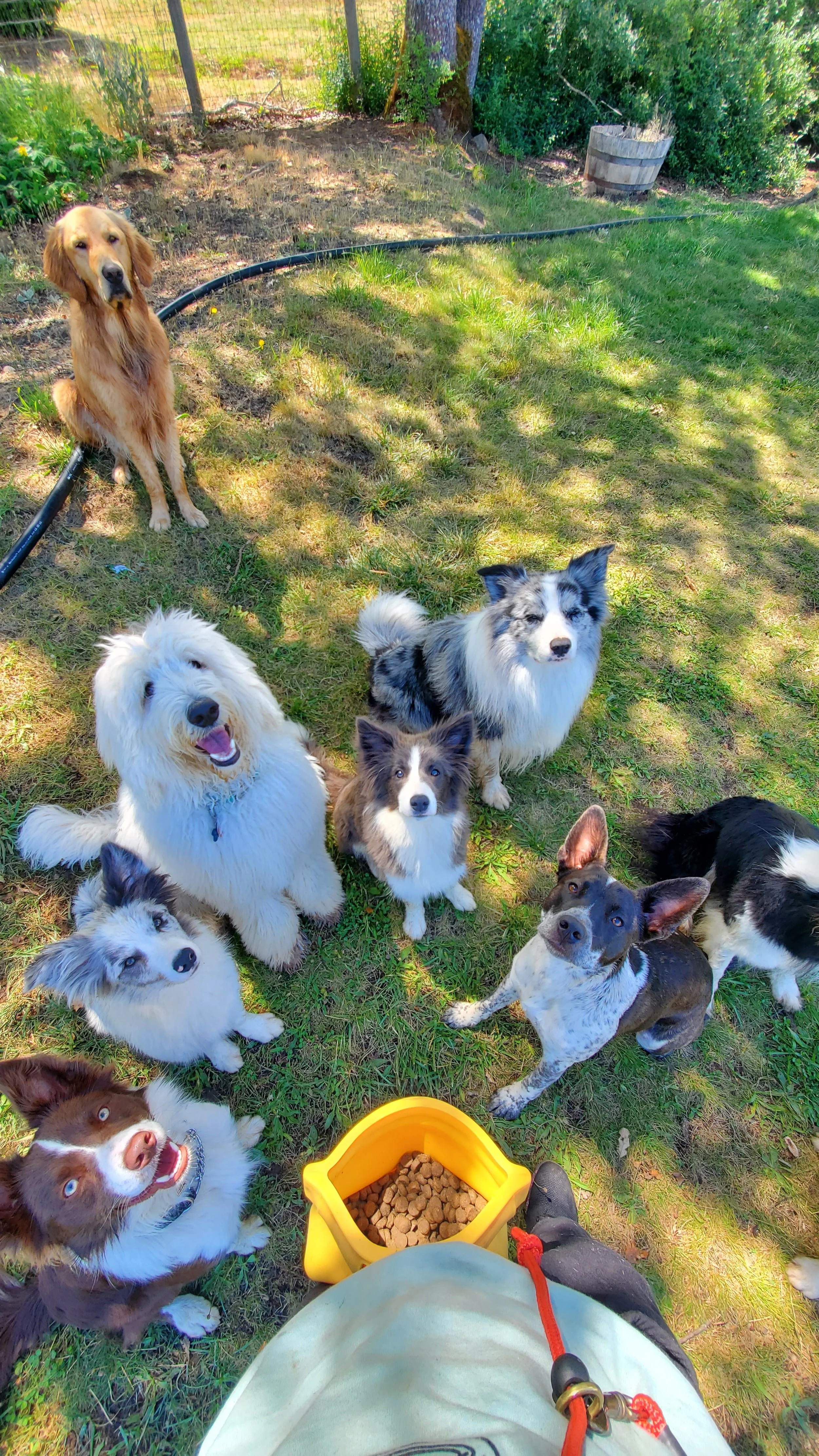 border collie breeder australia dog trainer dog training