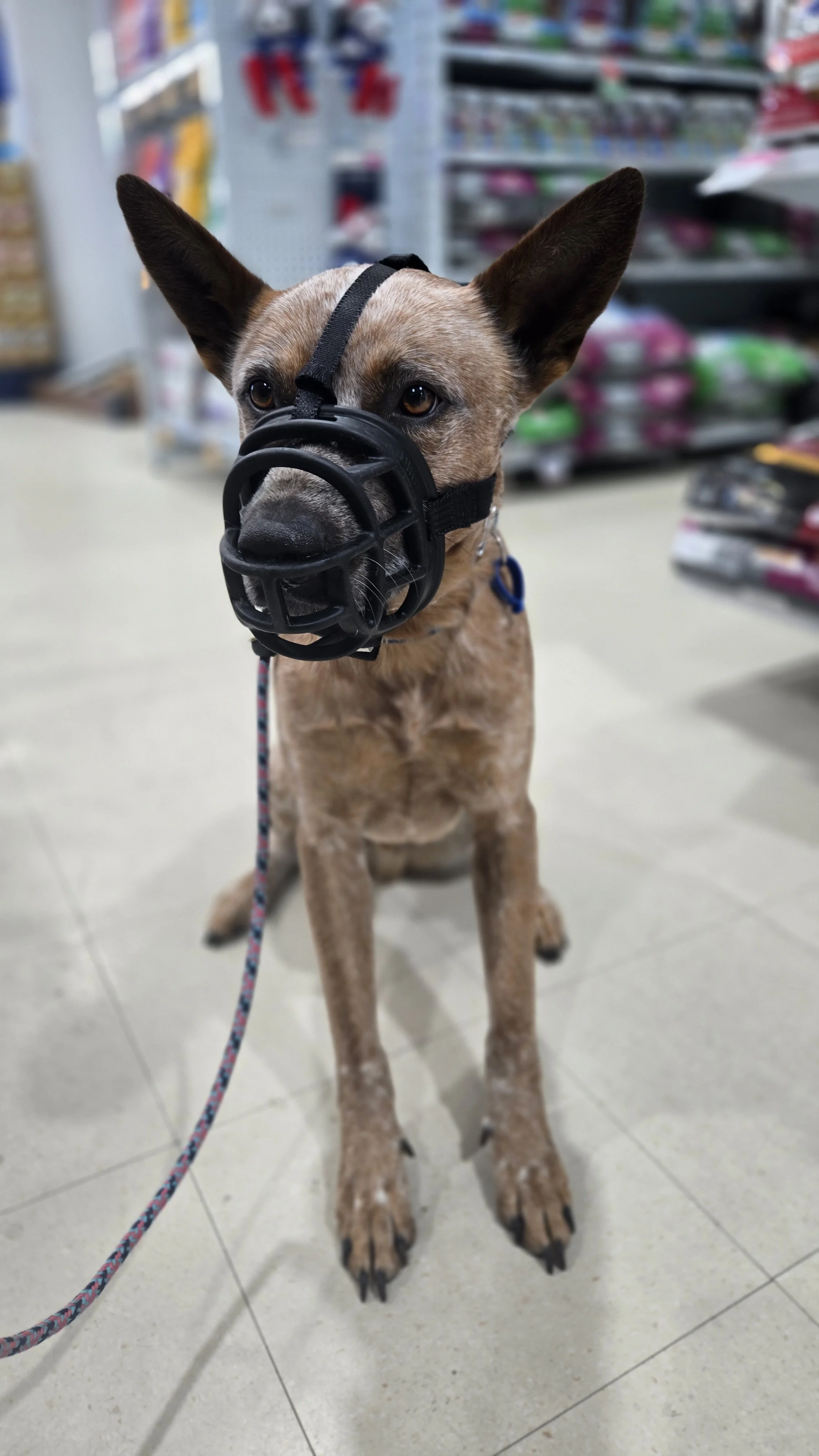 australia dog trainer dog training canberra reactive dog