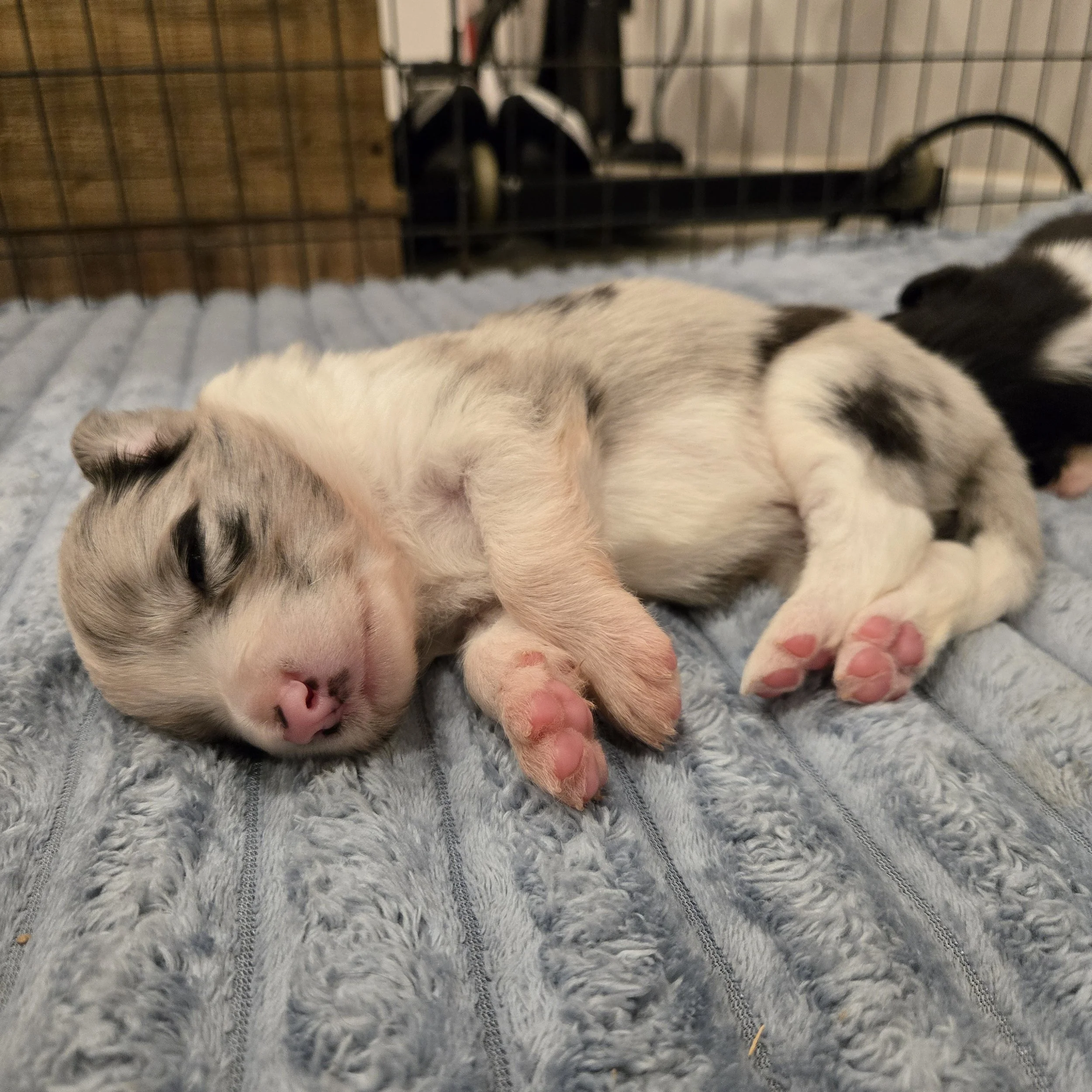Blue Merle Boy 1