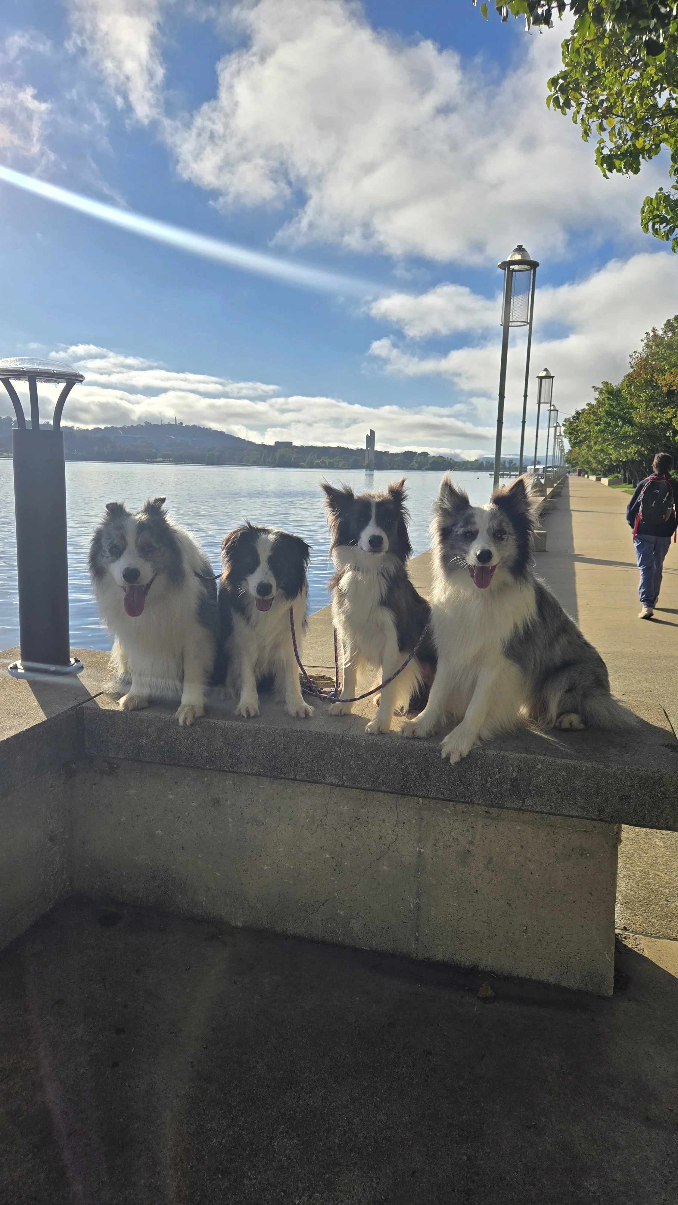 border collie breeder australia dog trainer dog training canberra