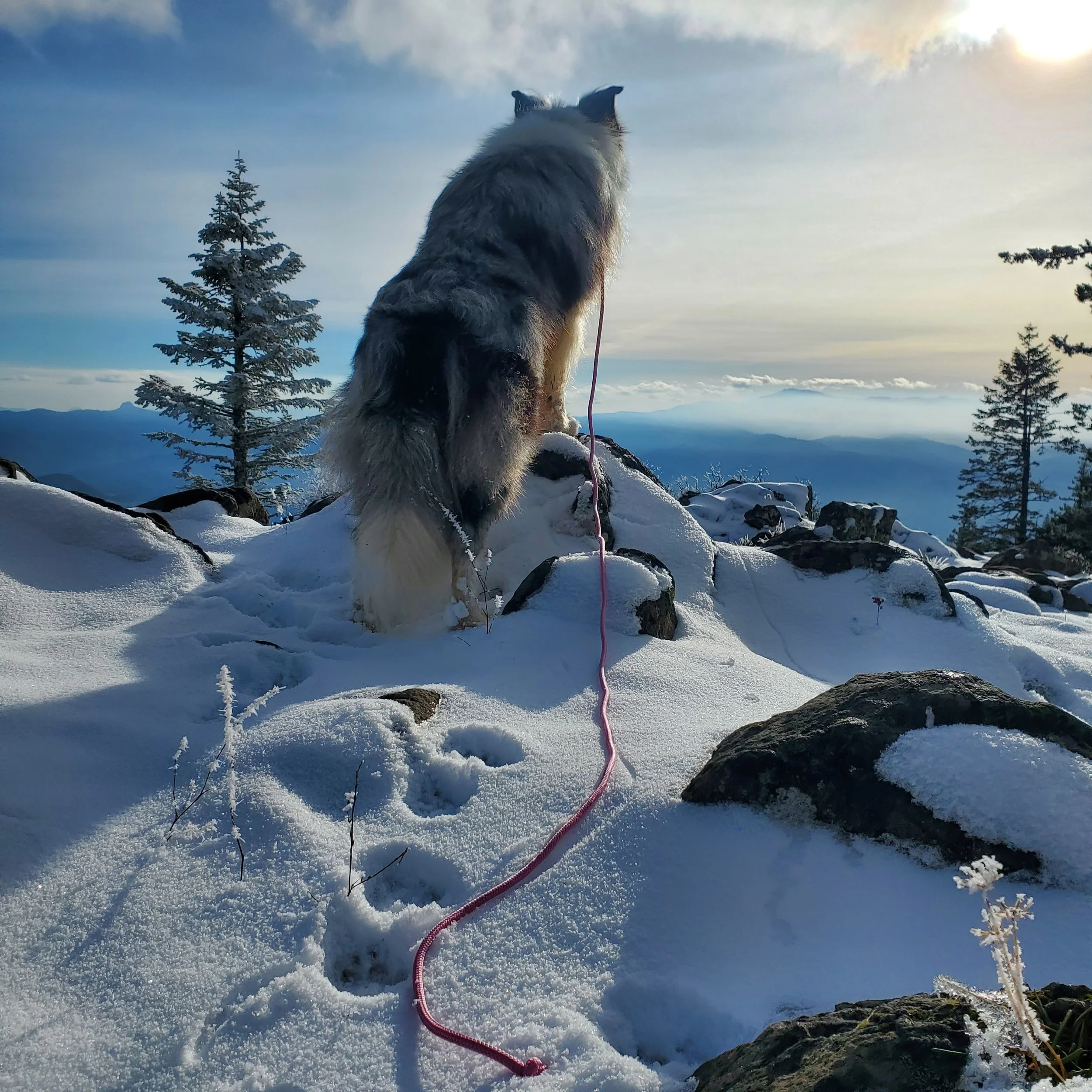 A dog sitting on snow-covered ground on a mountain, with pine trees and distant mountains in the background, during a partly cloudy day with the sun visible in the sky.