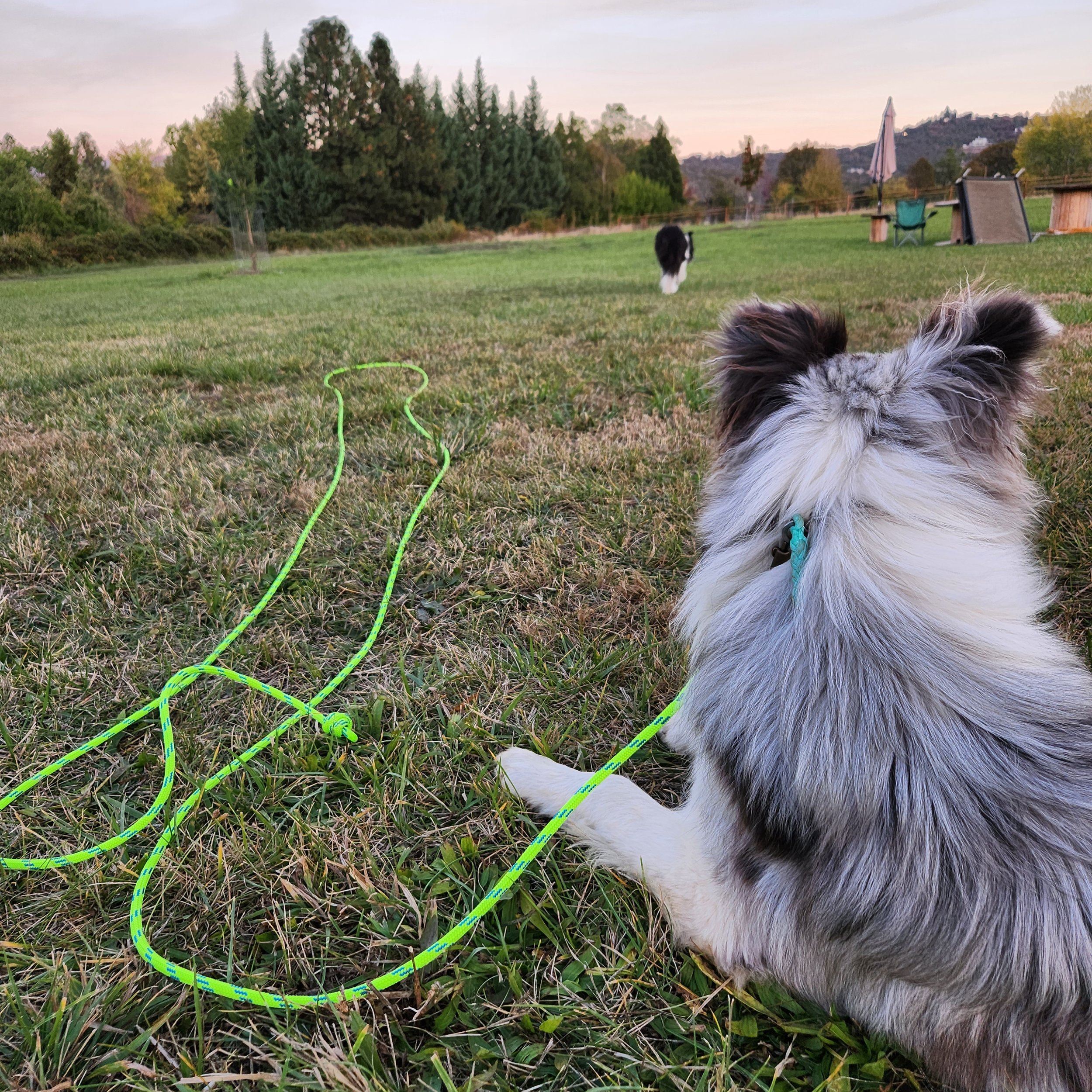 A dog with black and white fur lying on the grass, facing away from the camera, with a green leash on its neck. In the background, another dog is walking across a grassy field, and there are trees, a fence, and outdoor furniture including chairs and an umbrella, under a sky with soft evening light.