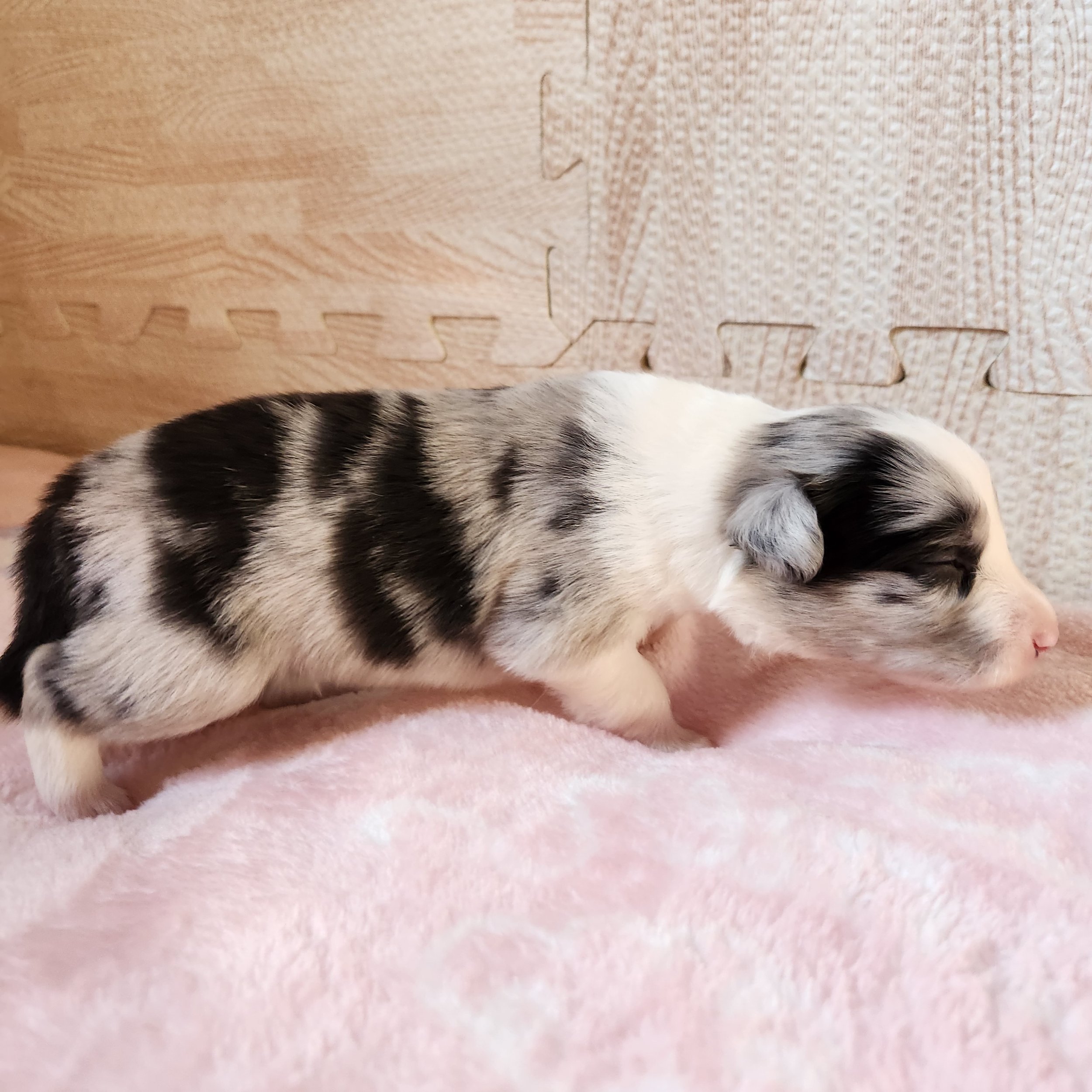 Blue Merle Boy
