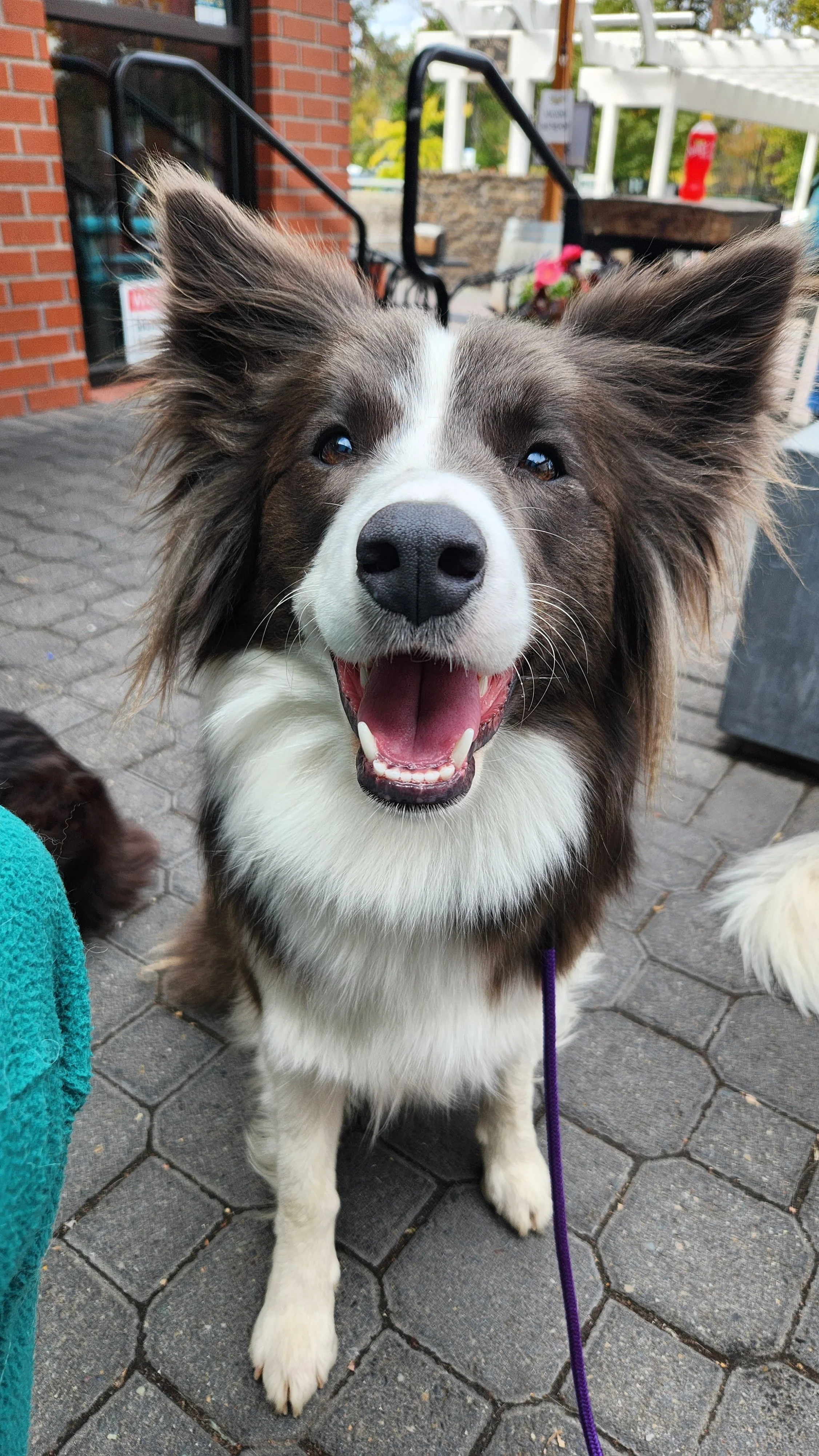 Odette -----------------------Insta: lionheart.bordercollies