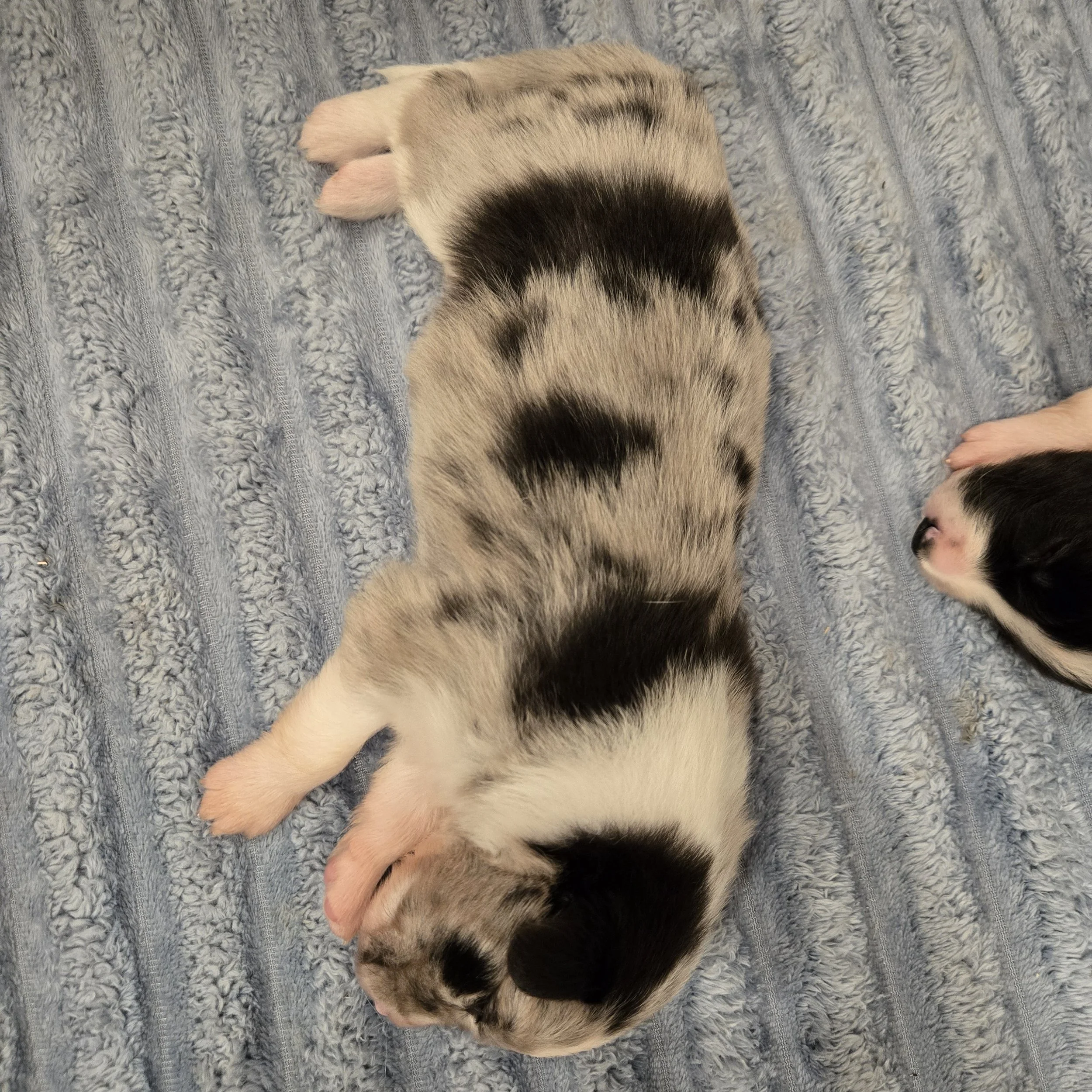 Blue Merle Boy 1