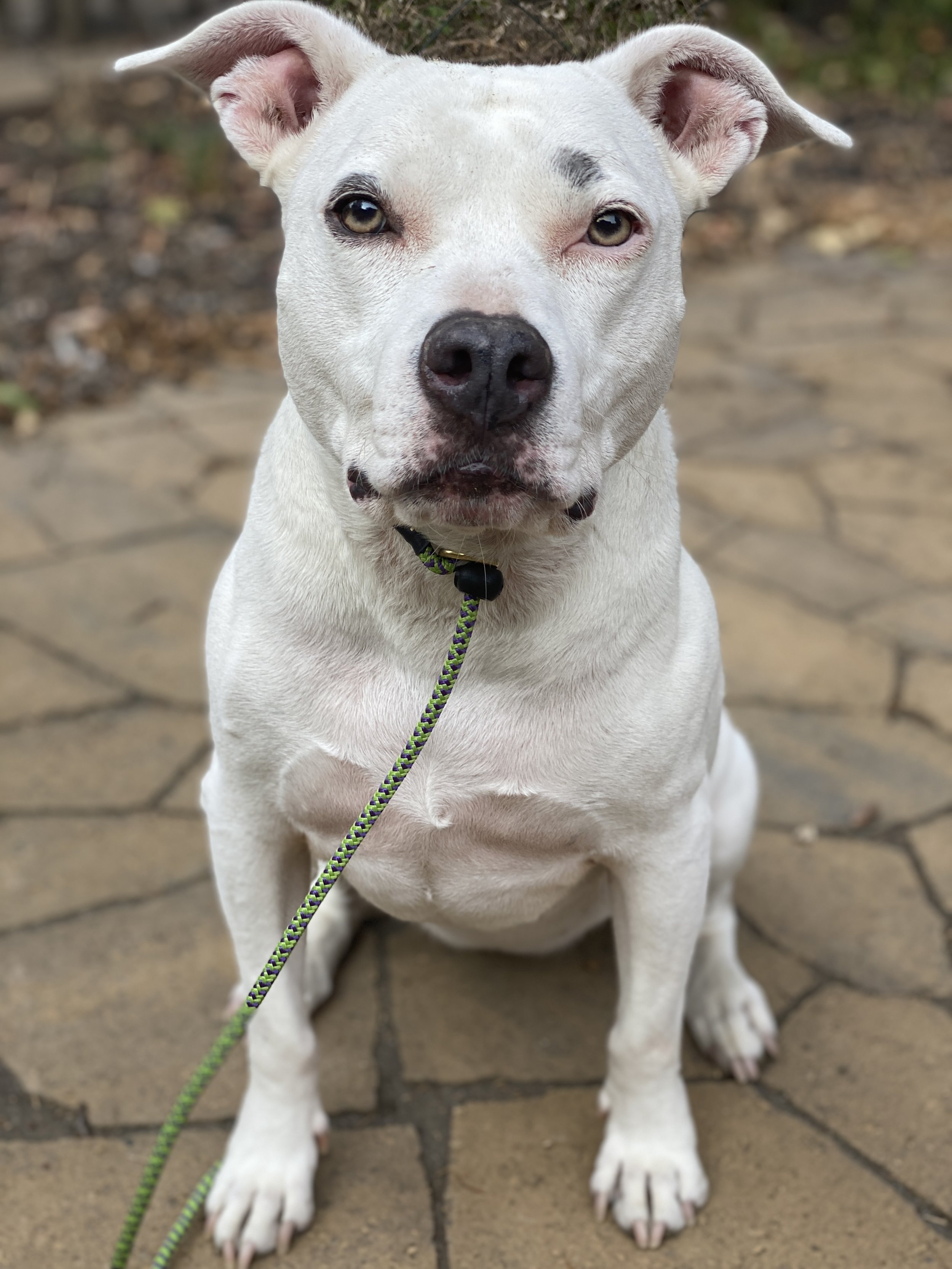 White dog with light brown spots around eyes, sitting on brick pavement, wearing a green and black leash, with a blurred background of leaves and ground.