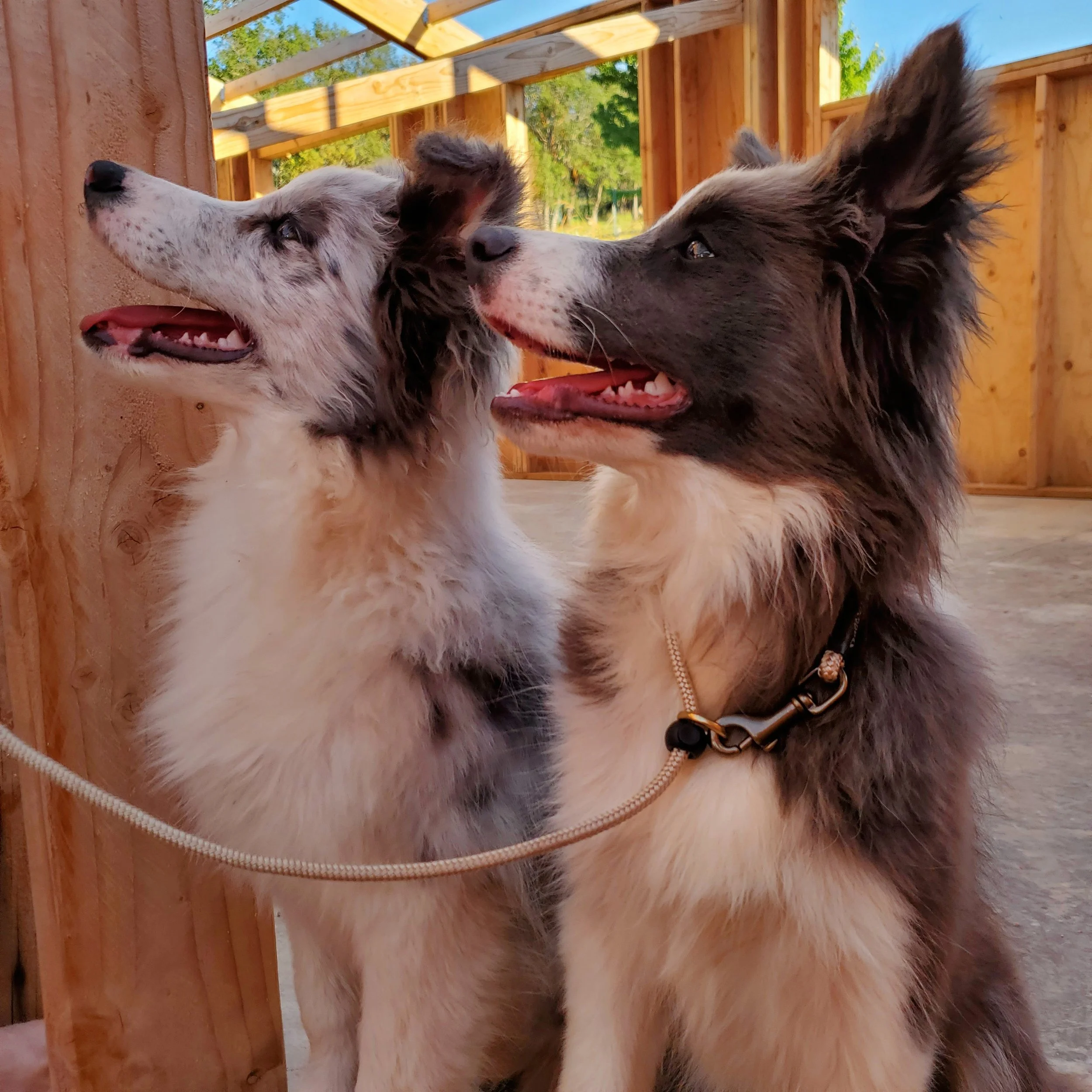 Two Border Collie dogs with black and white fur, one with a mostly black face and the other mostly white, standing close together under construction with an incomplete wooden structure and blue sky in the background.