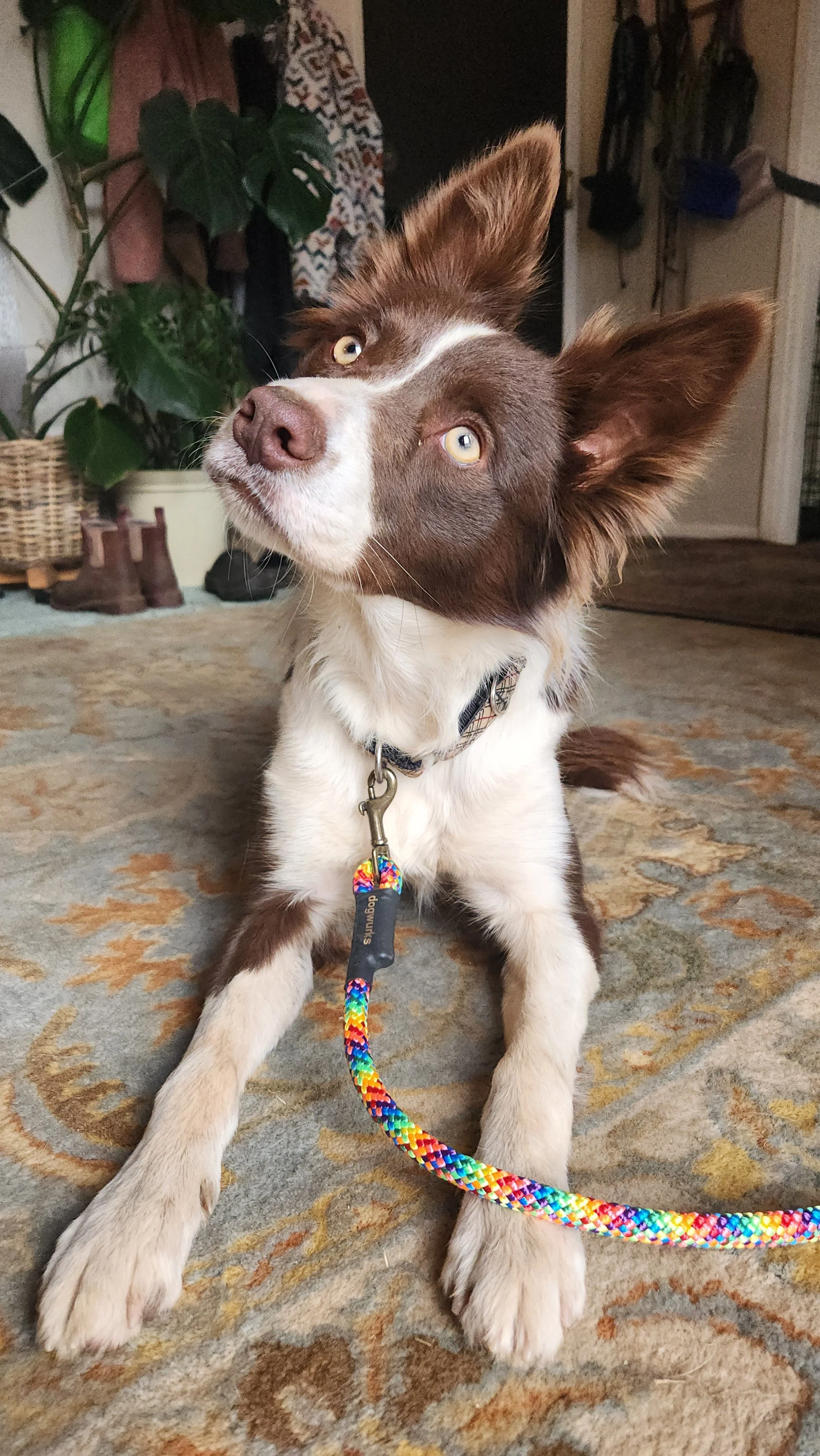 border collie breeder australia dog trainer dog training canberra