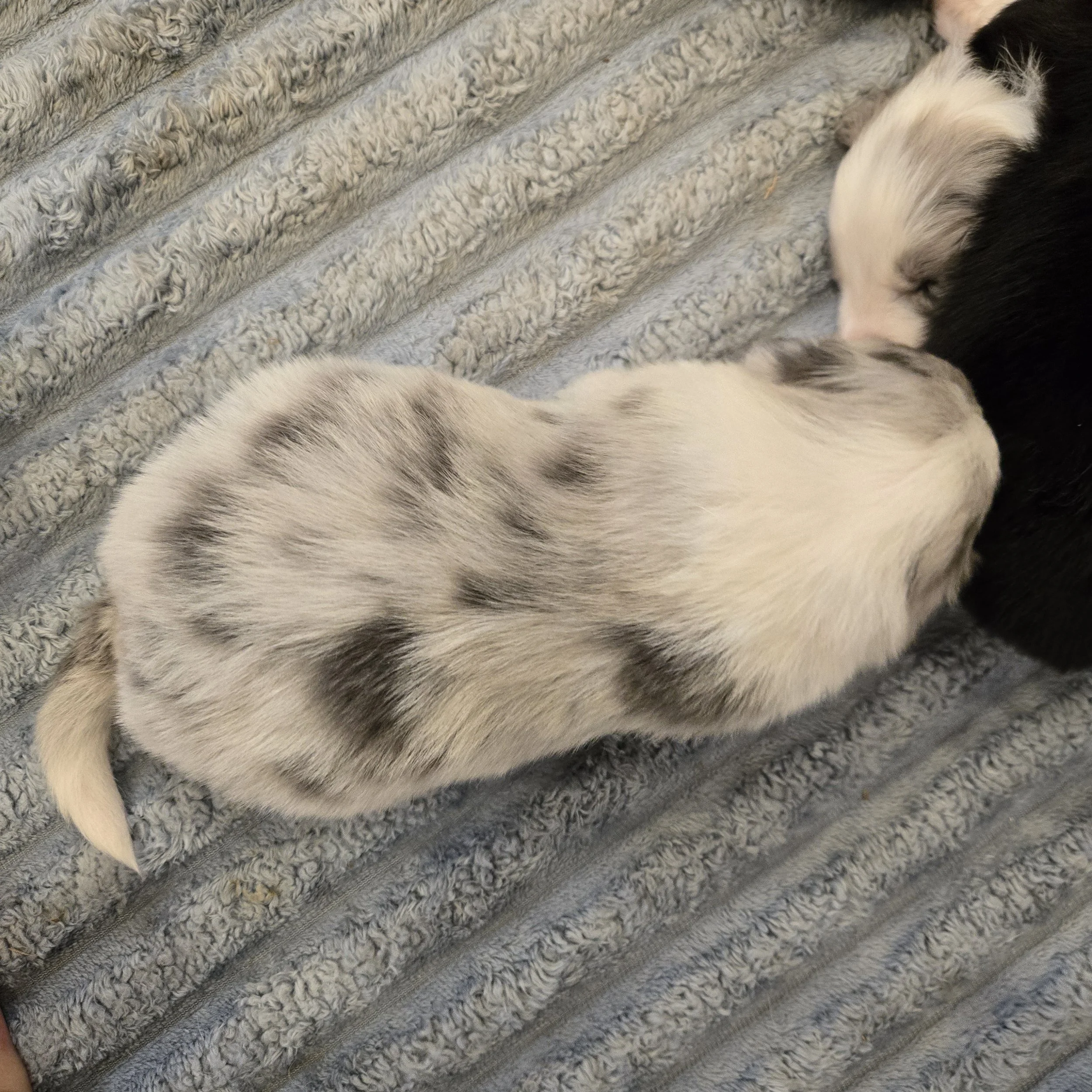 Slate Merle boy