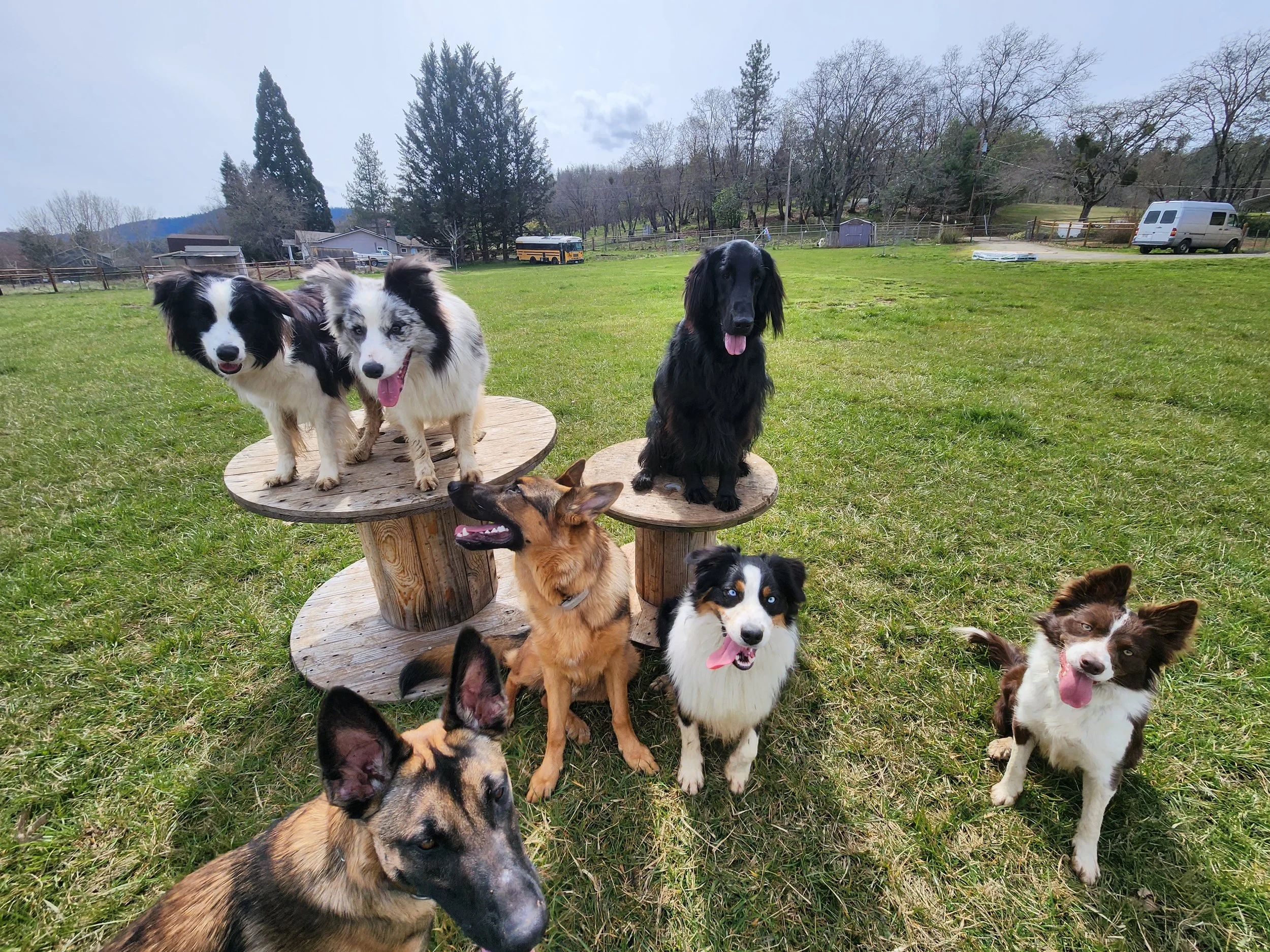 border collie breeder australia dog trainer dog training