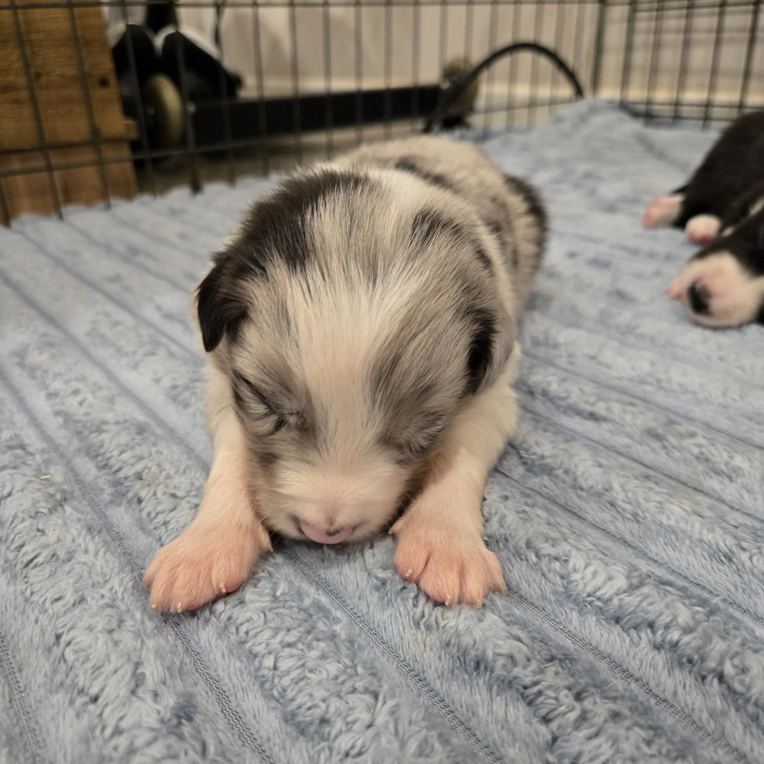 Blue Merle Boy 1
