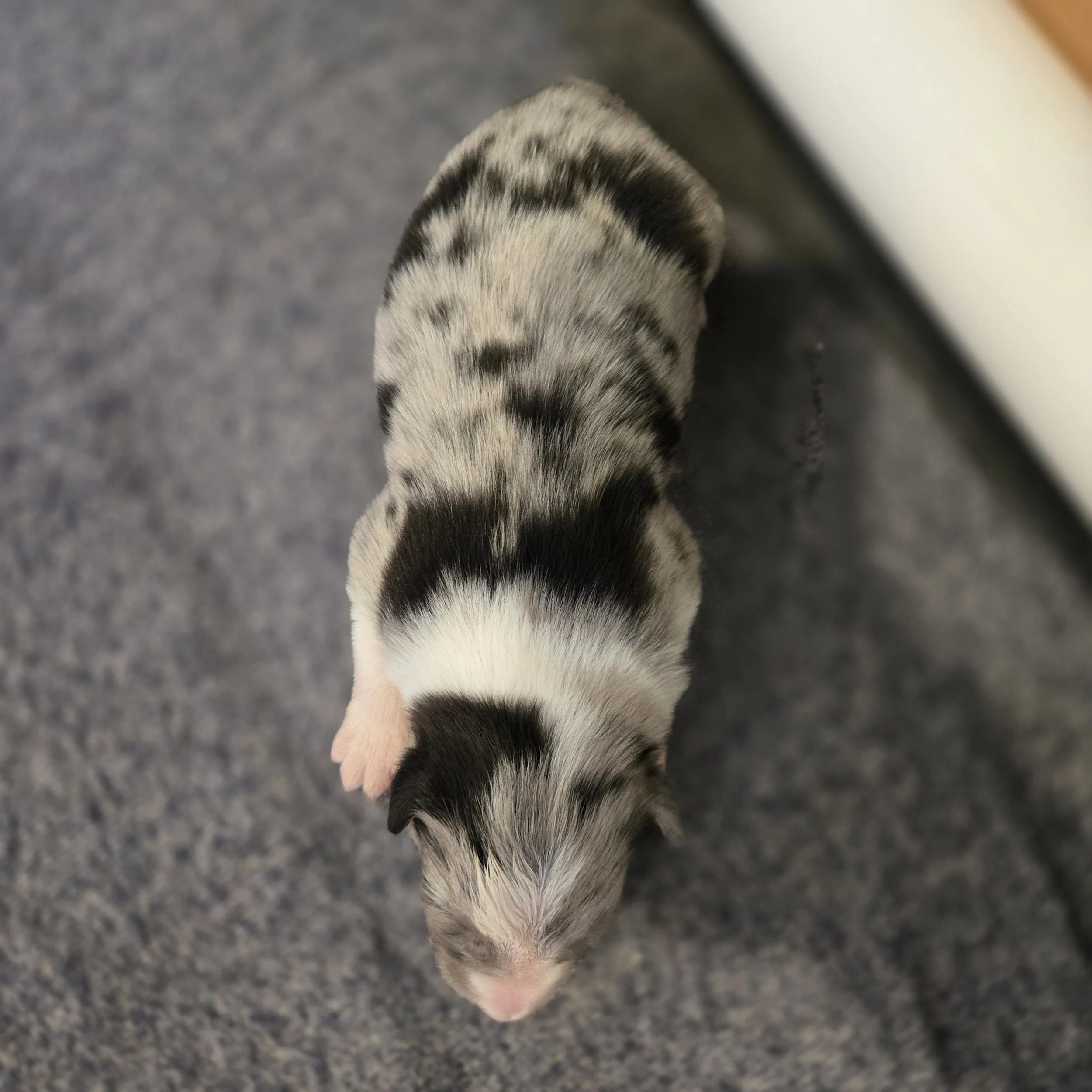 Blue Merle boy 1