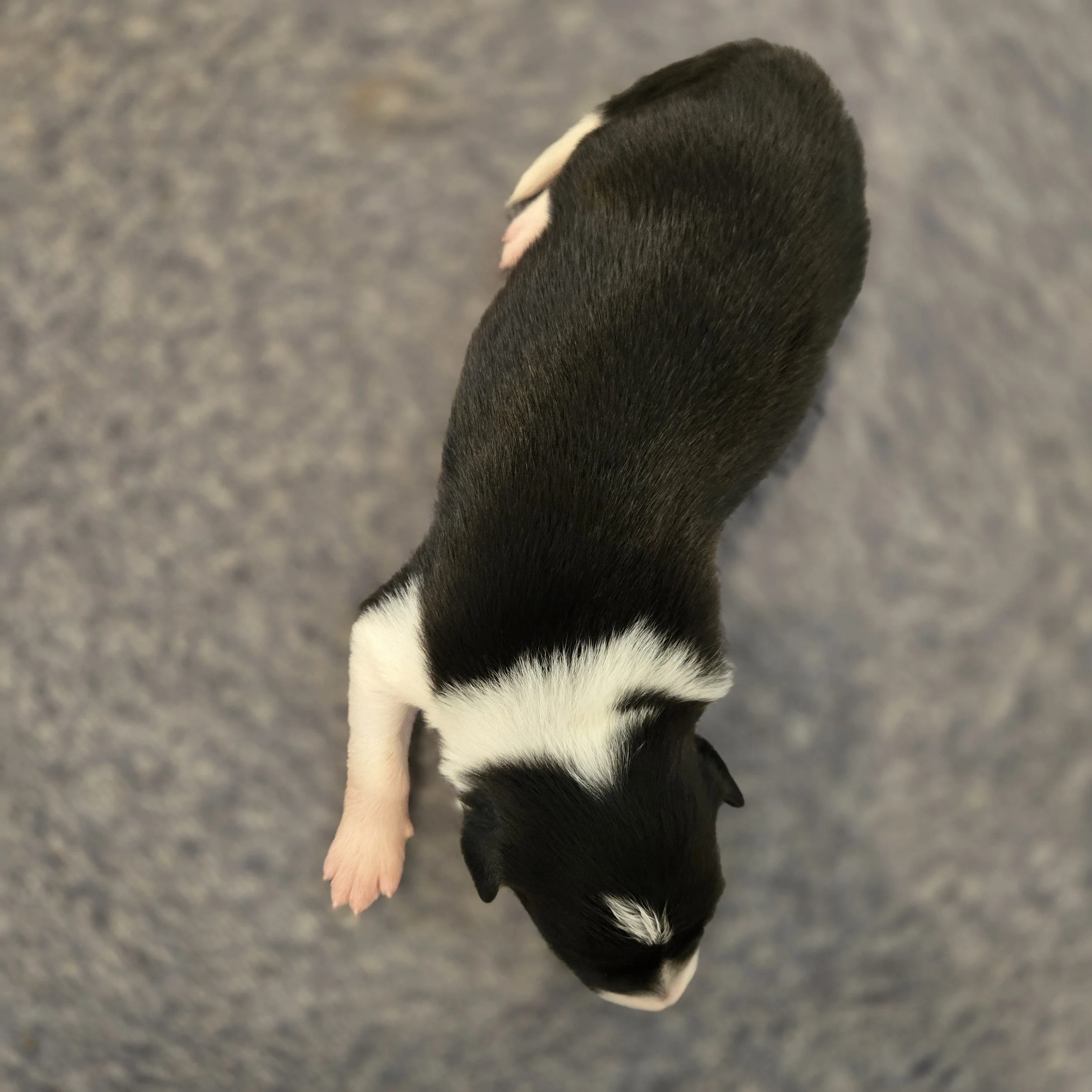 Black & White girl 2