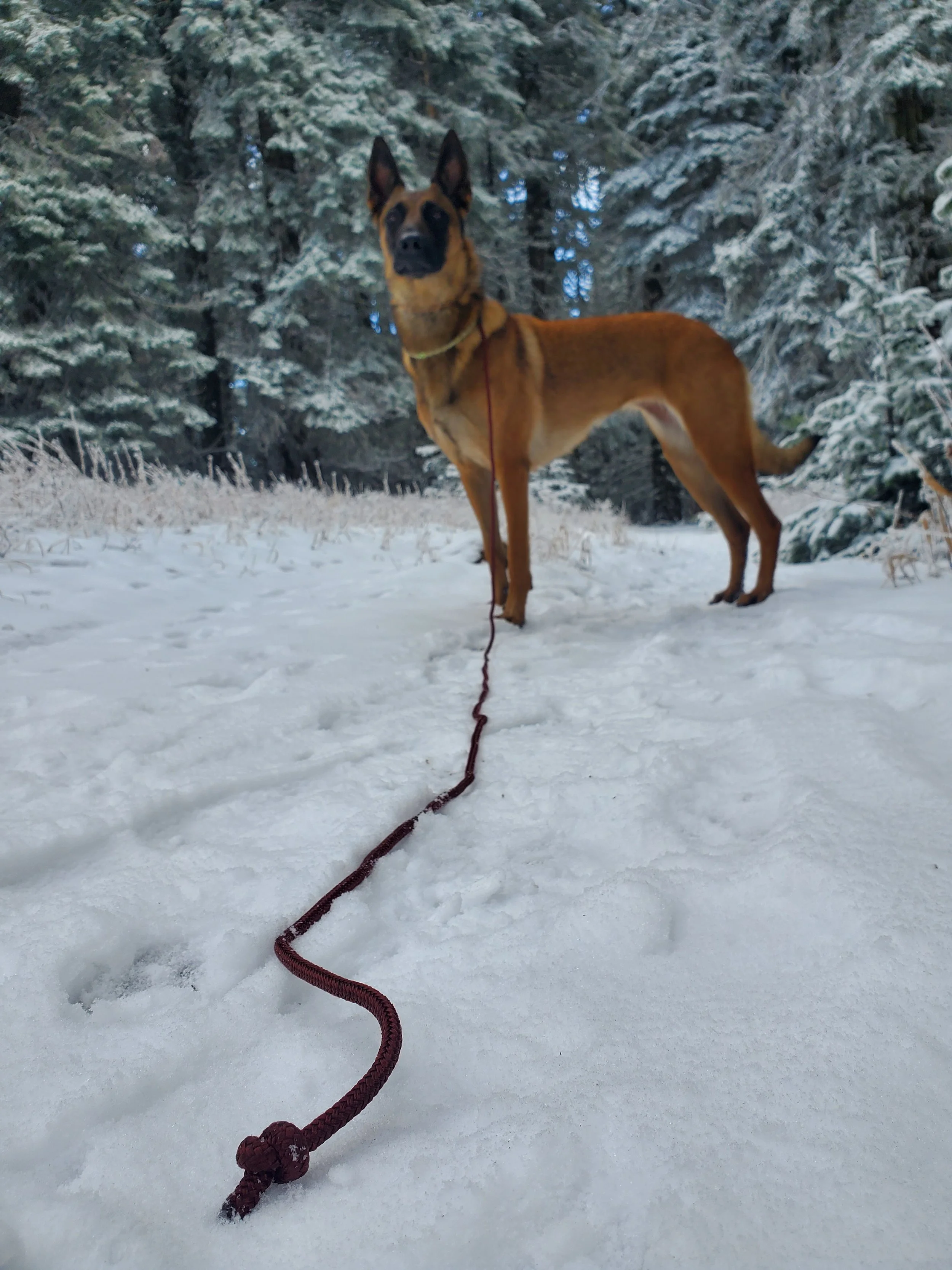 A Belgian Malinois dog standing on snow-covered ground in a forest with snow-covered trees, on a leash.