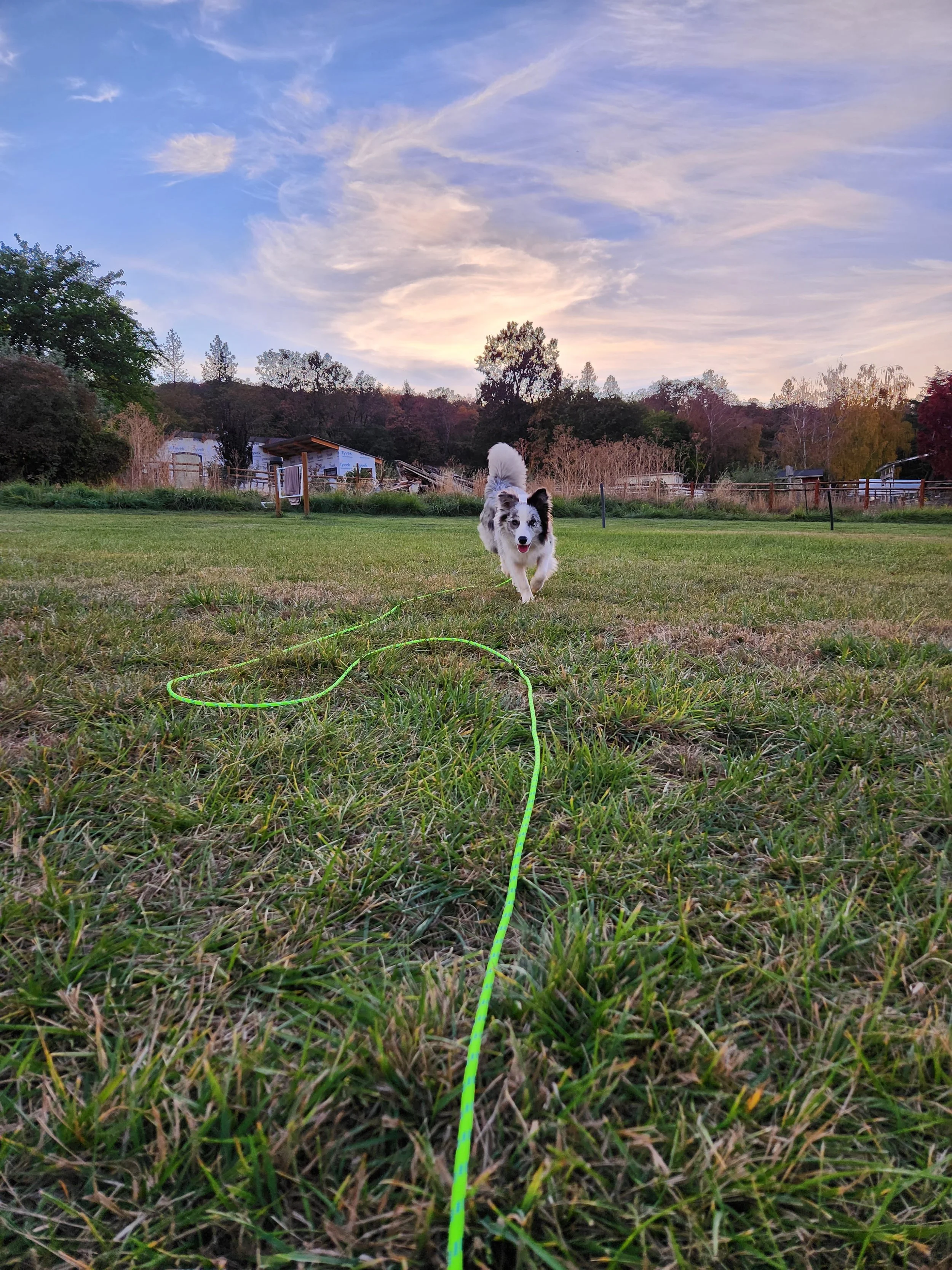 Small dog running on grass field towards the camera, with trees, a wooden fence, and a sunset sky in the background.