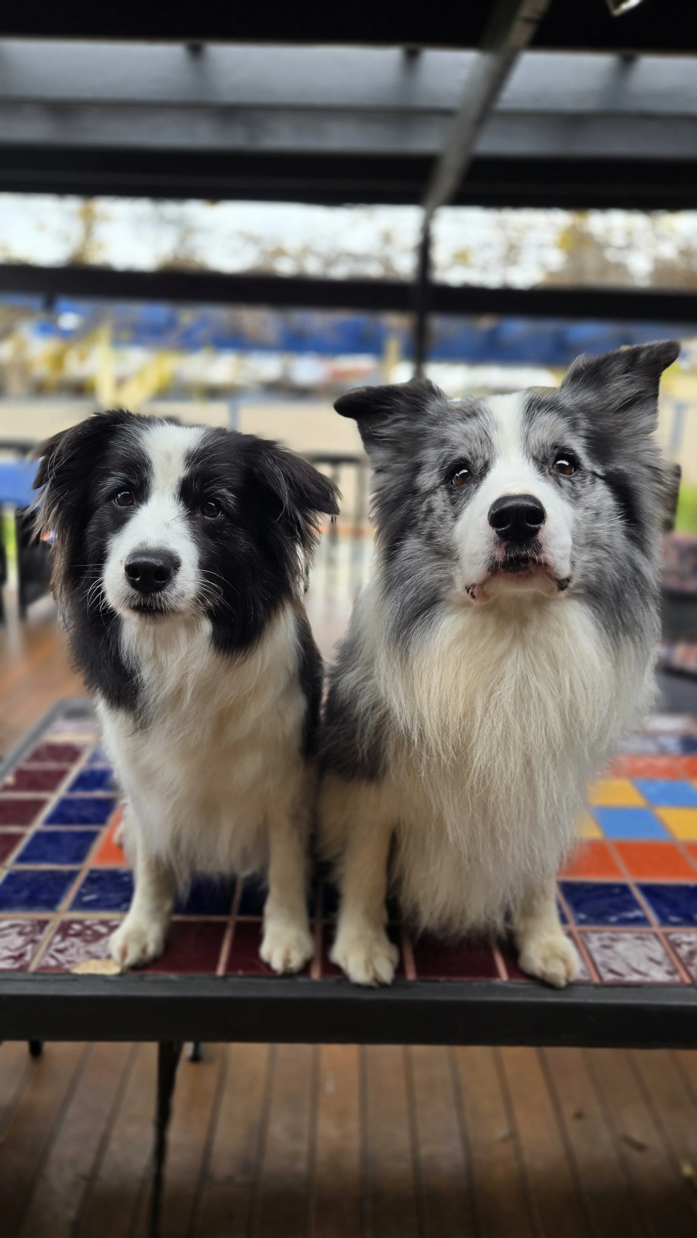 border collie breeder australia
