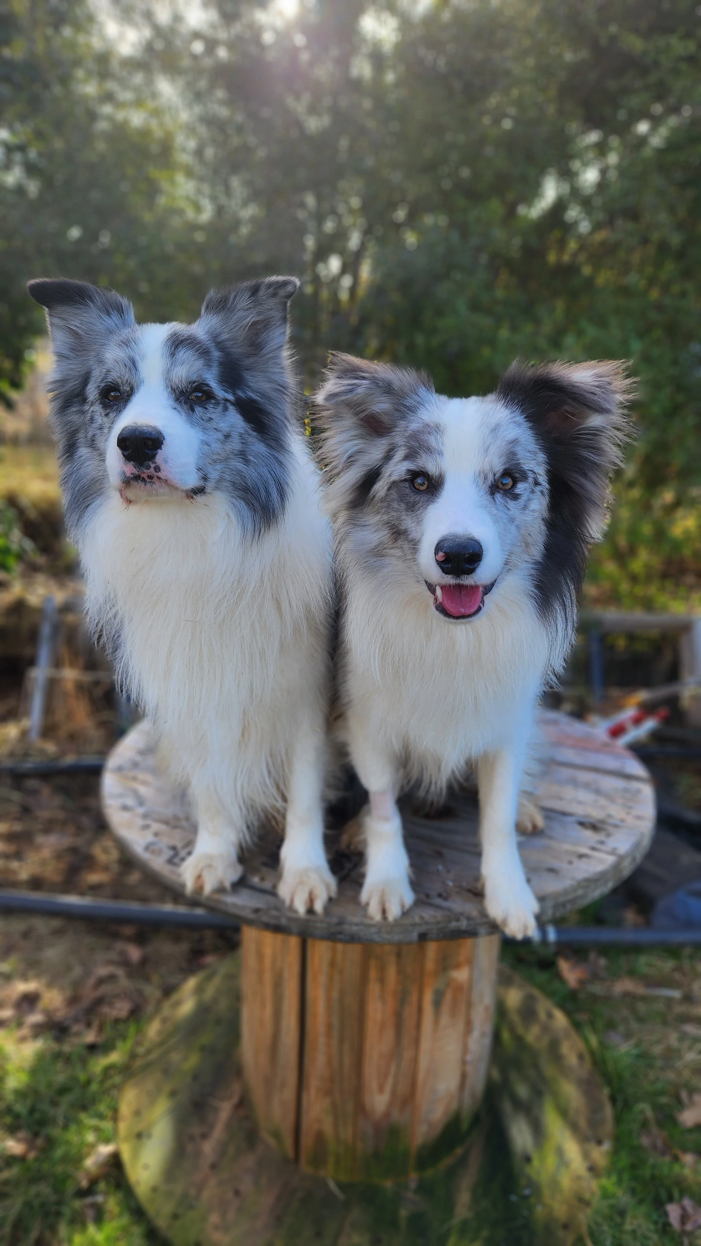 border collie breeder australia
