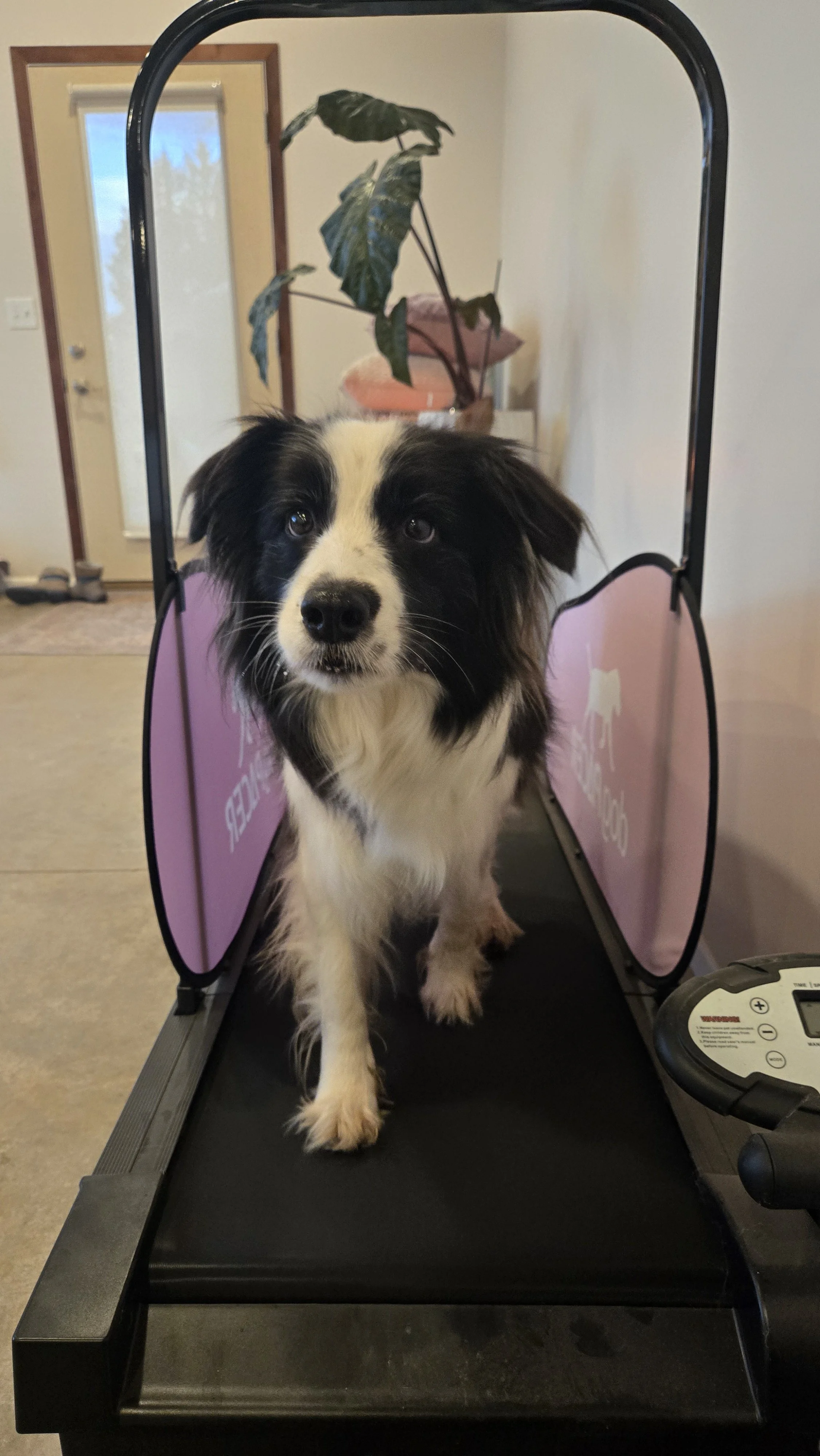 australia dog trainer dog training canberra