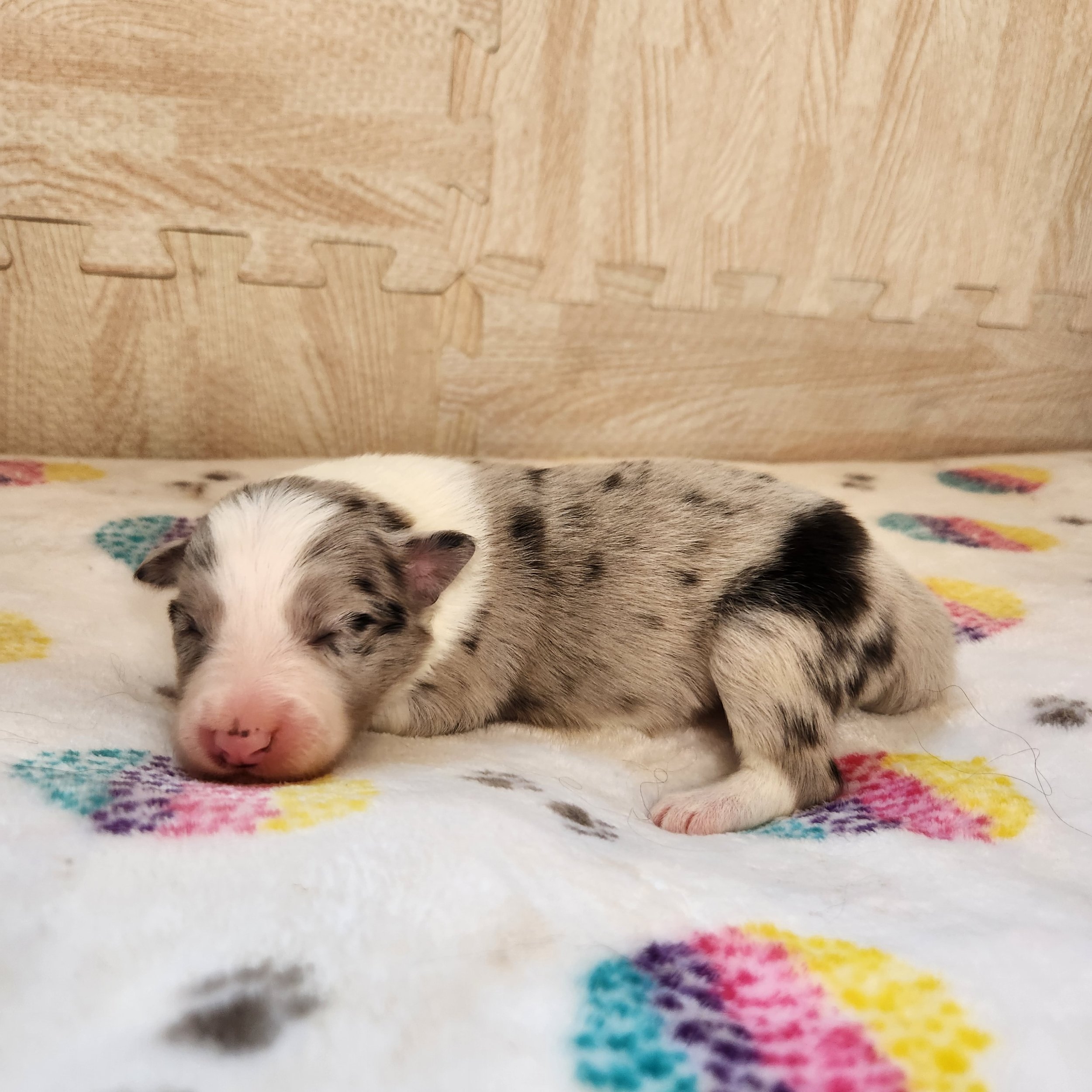 Blue Merle Girl