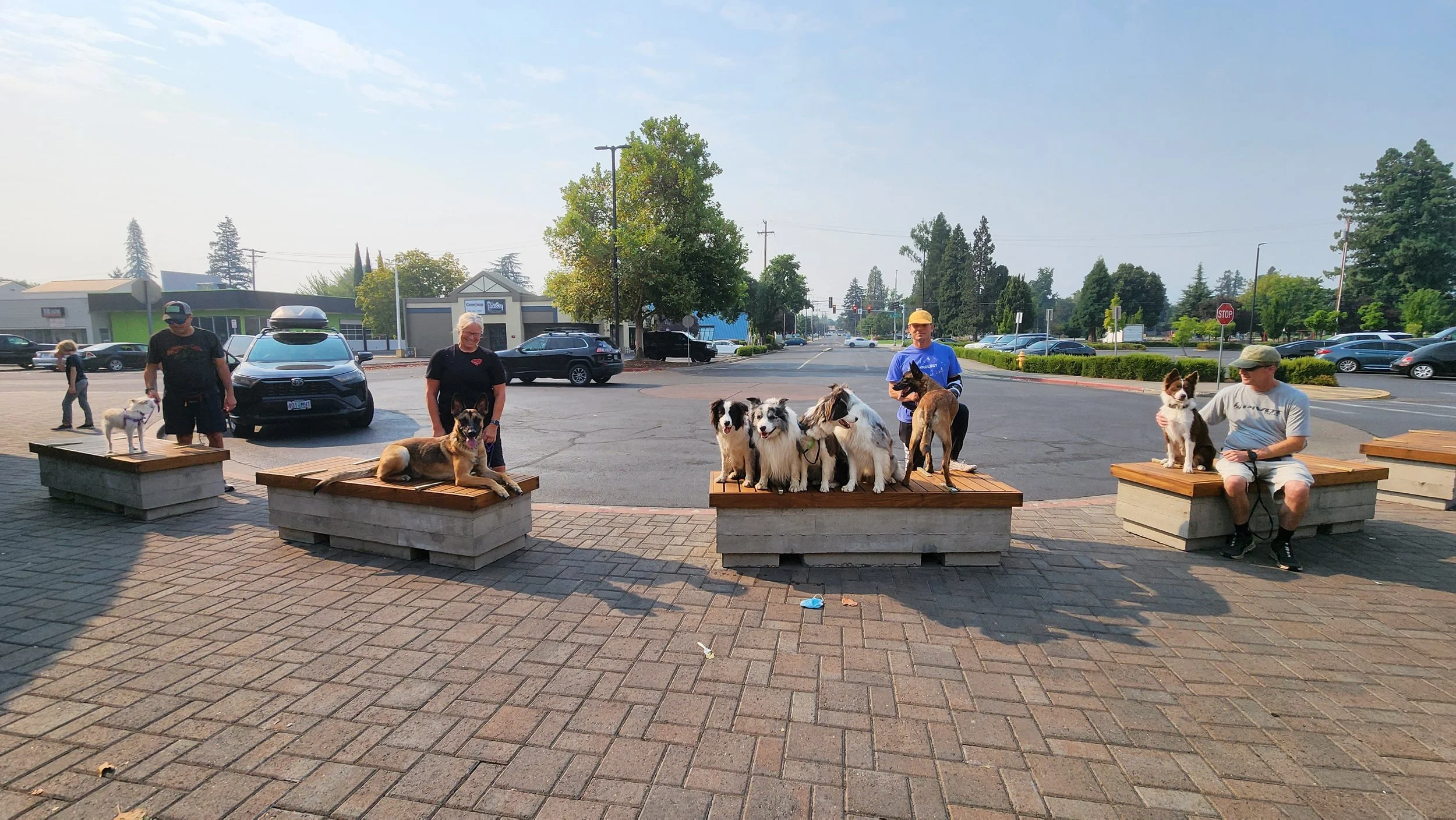 australia dog trainer dog training canberra
