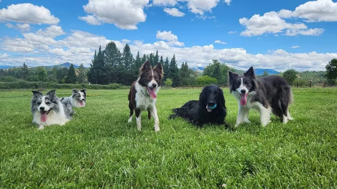 australia dog trainer dog training canberra