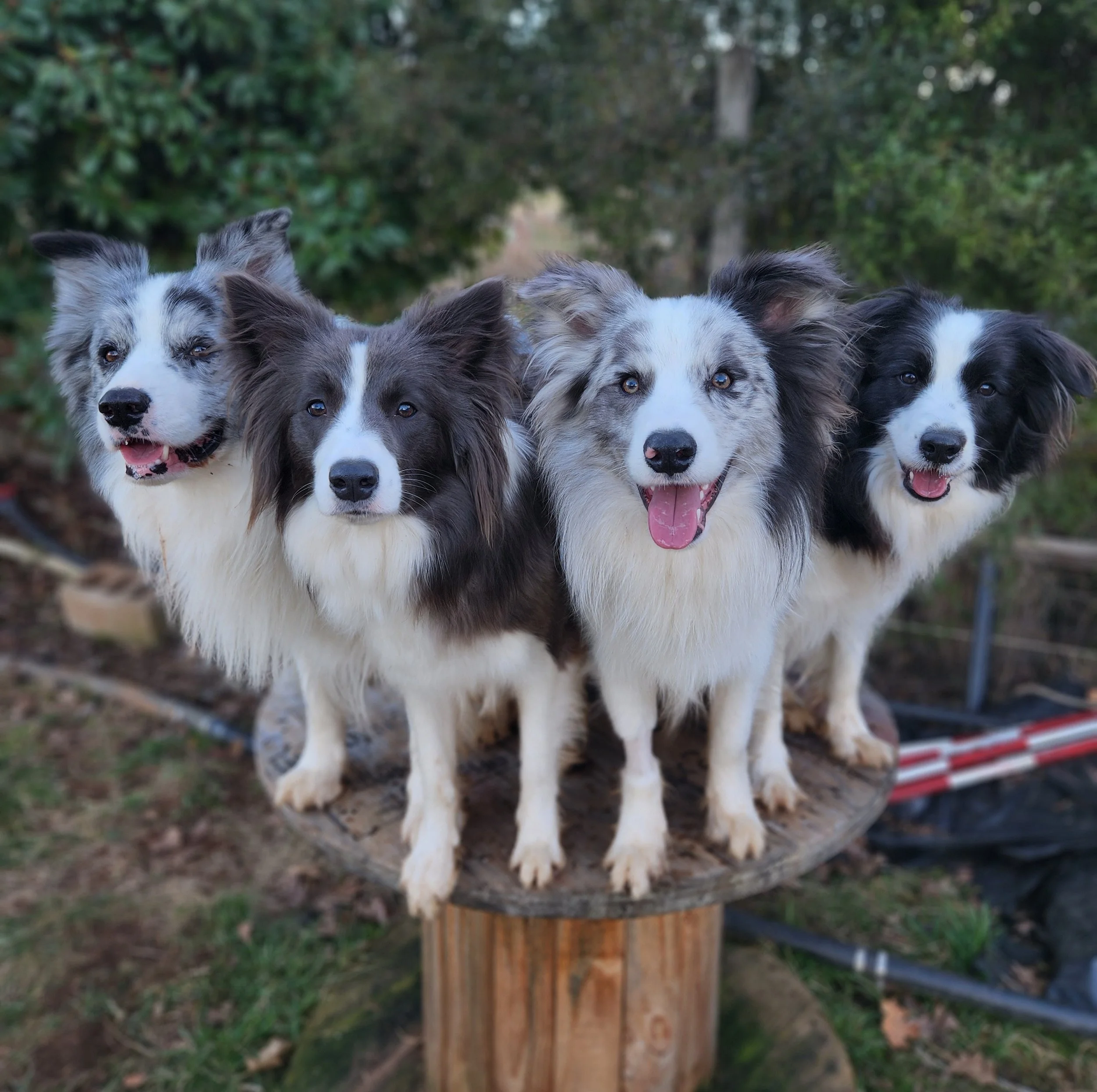 border collie breeder australia