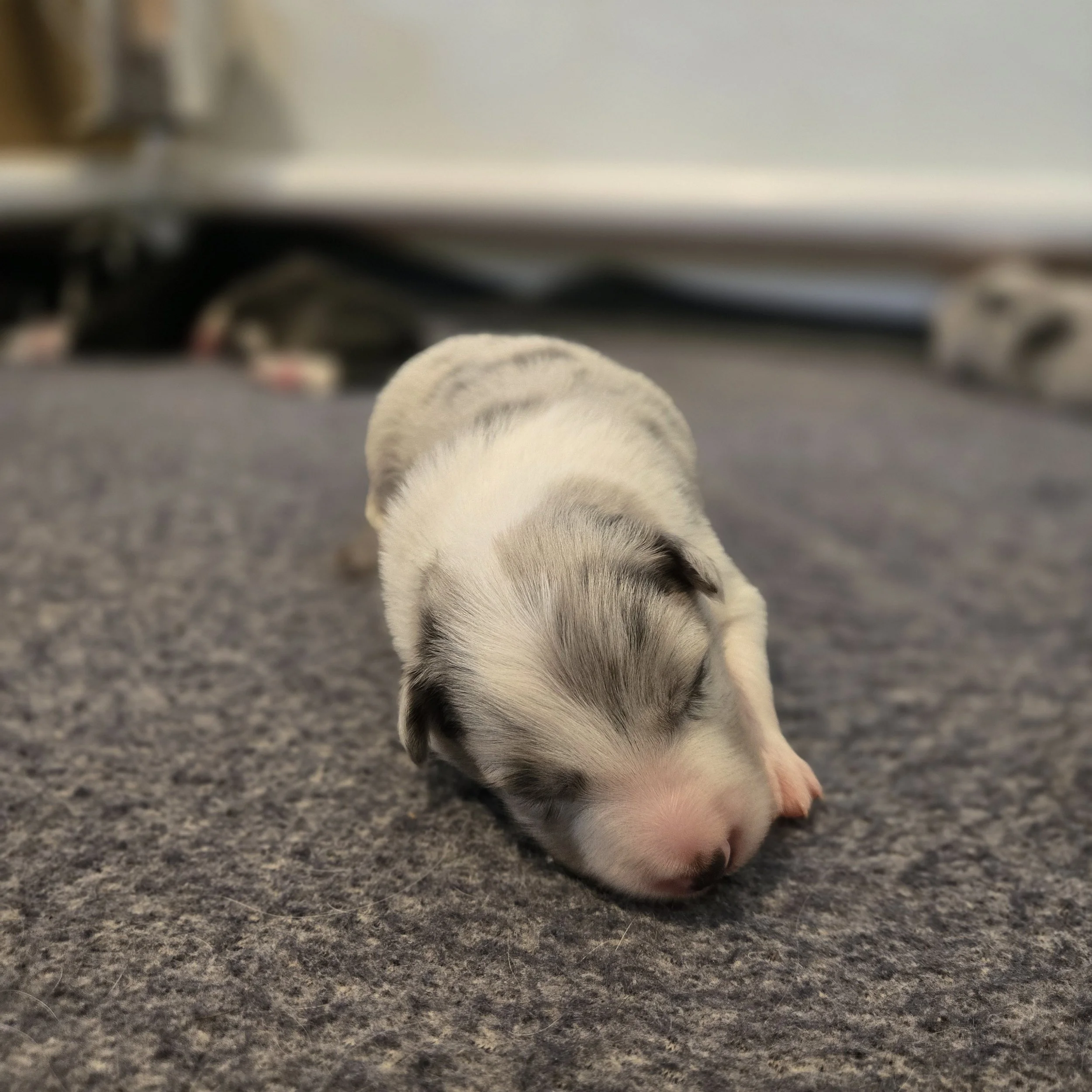 Slate Merle boy