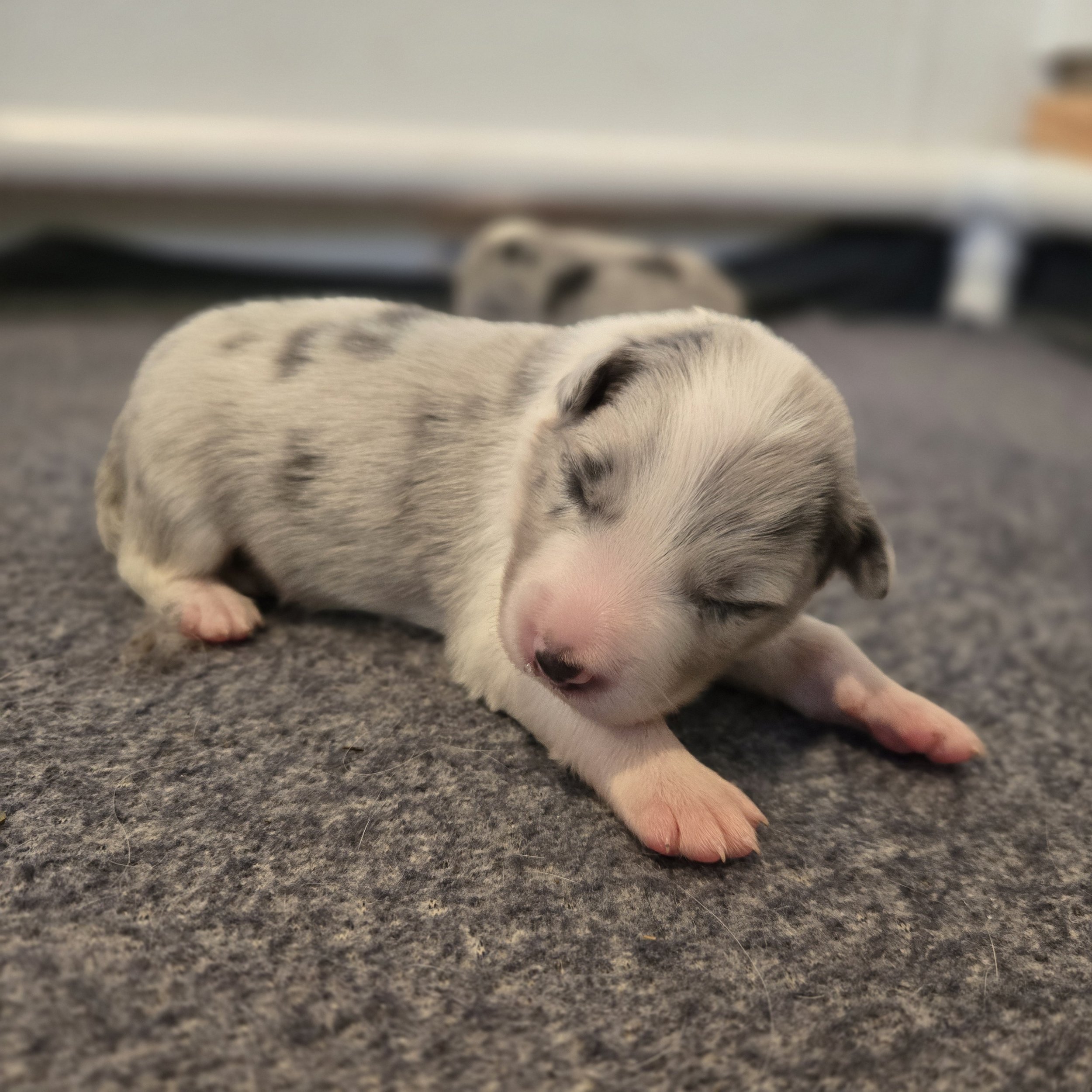 Slate Merle boy