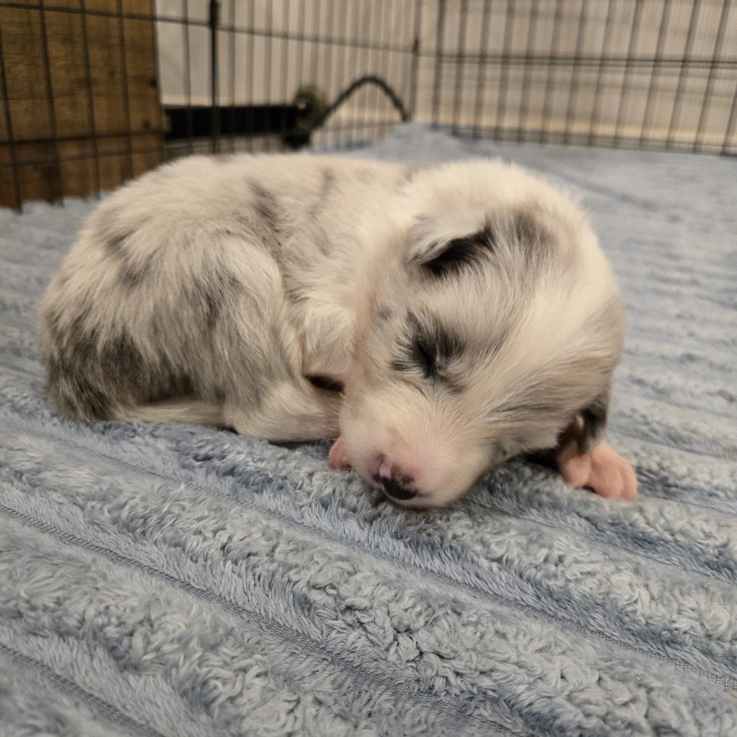Slate Merle boy